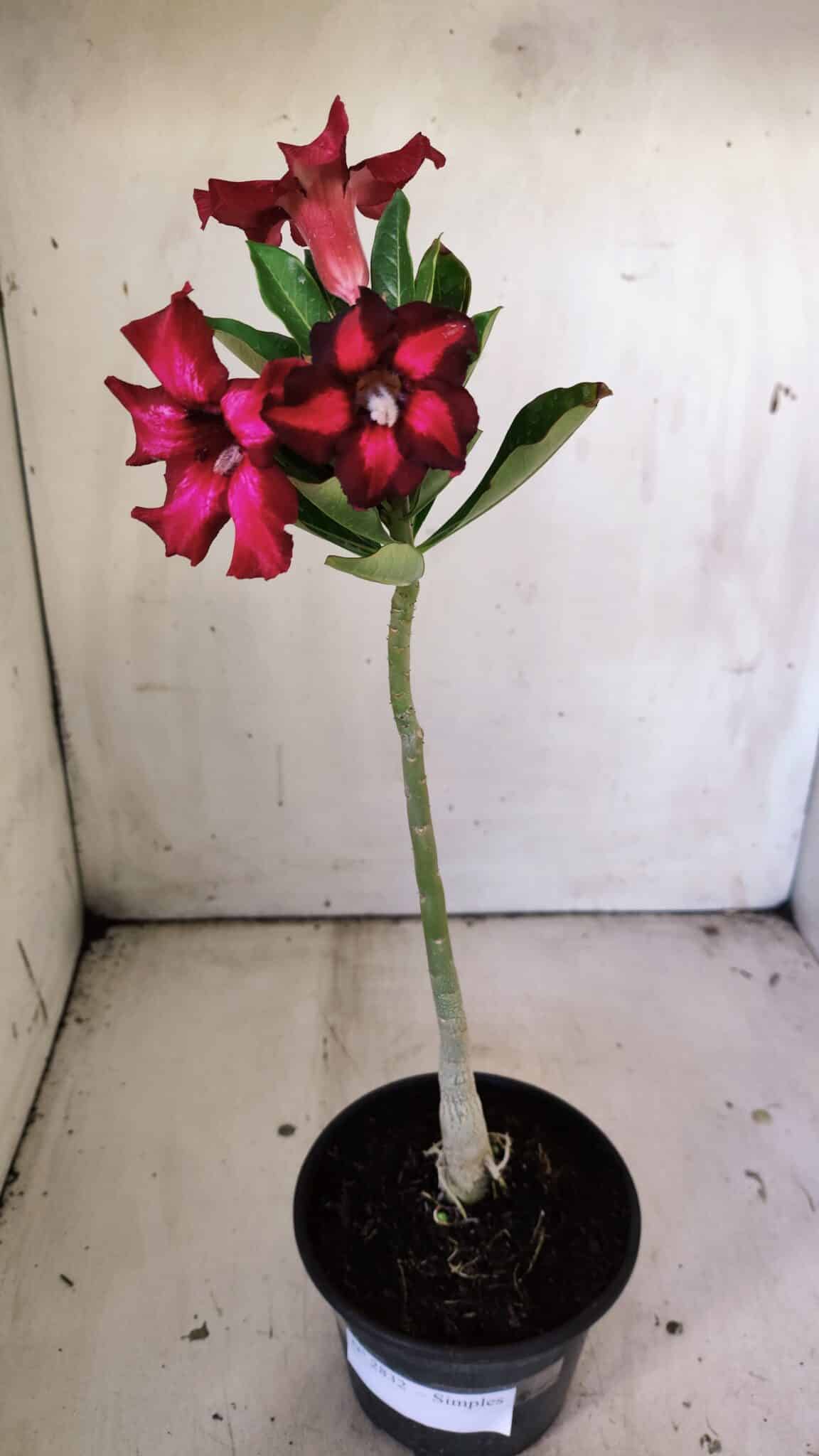 Planta Simples 2832  – 30cm – 02 anos
