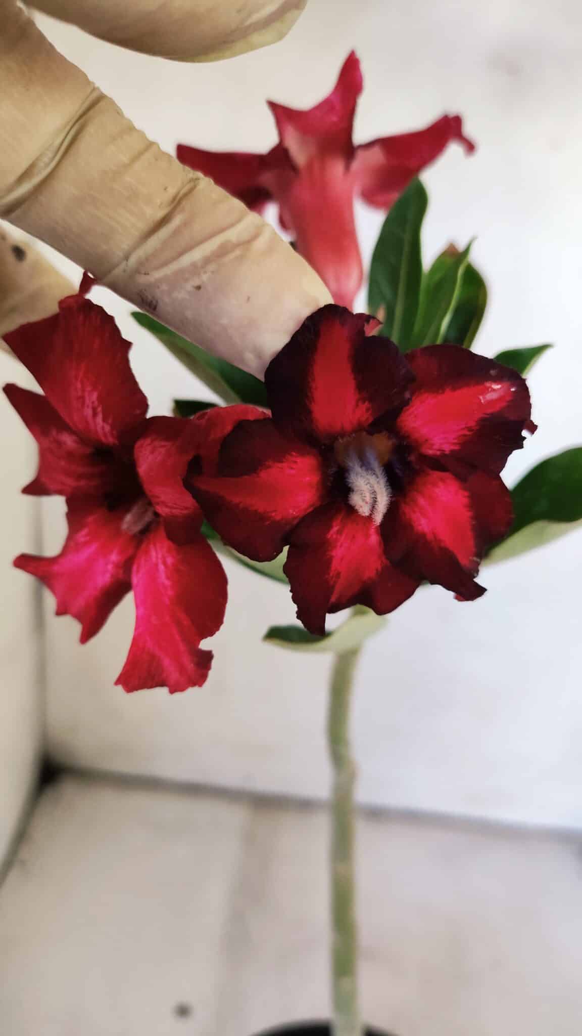 Planta Simples 2832  – 30cm – 02 anos