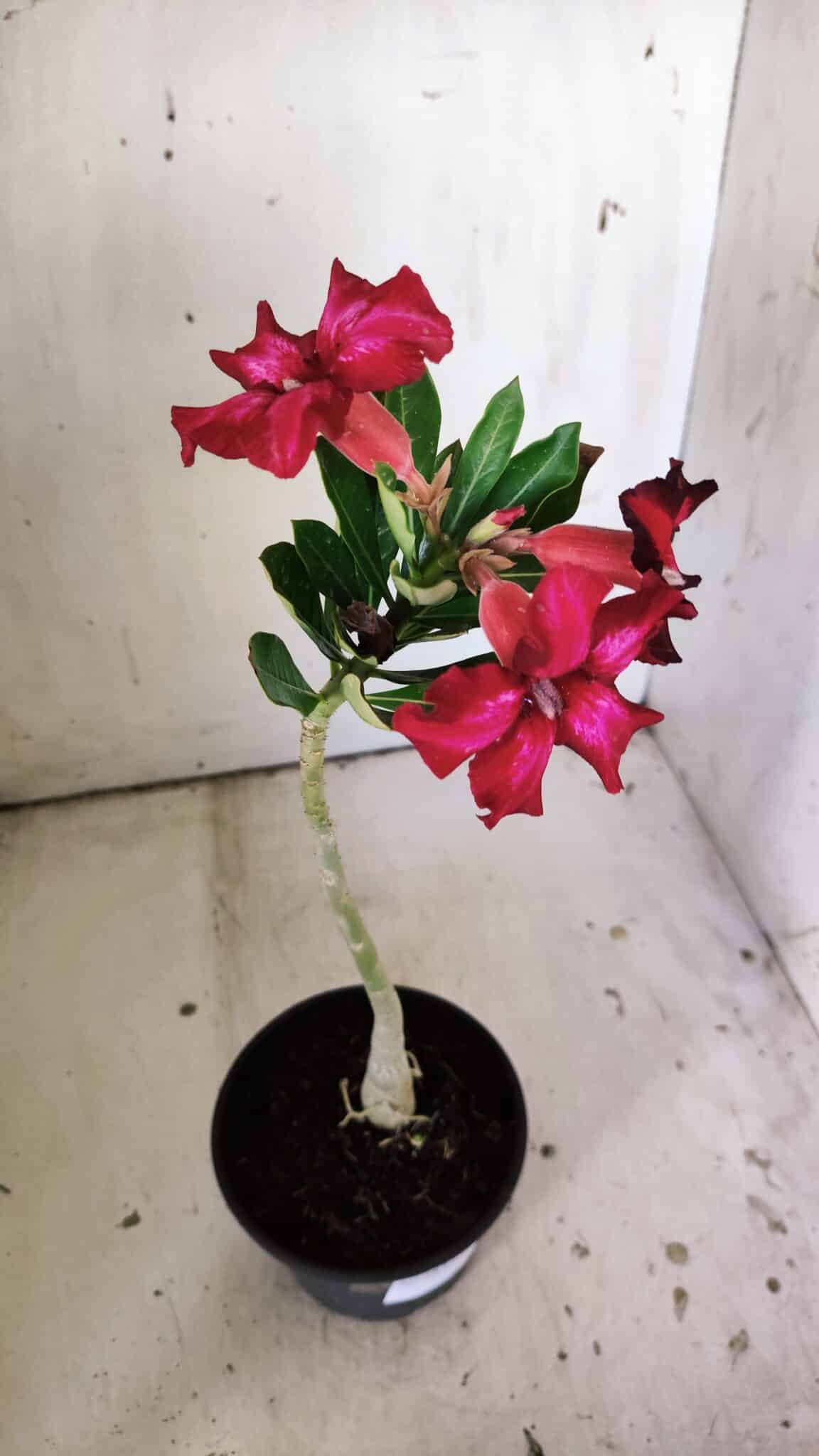 Planta Simples 2832  – 30cm – 02 anos