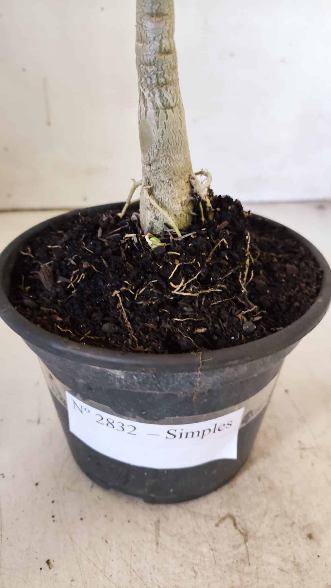 Planta Simples 2832  – 30cm – 02 anos