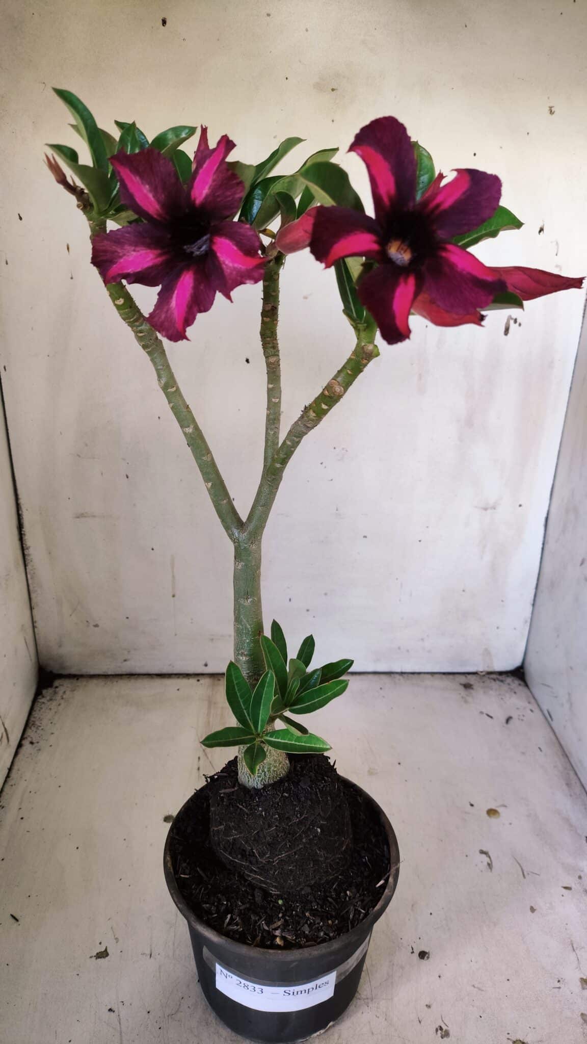 Planta Simples 2833  – 30cm – 02 anos