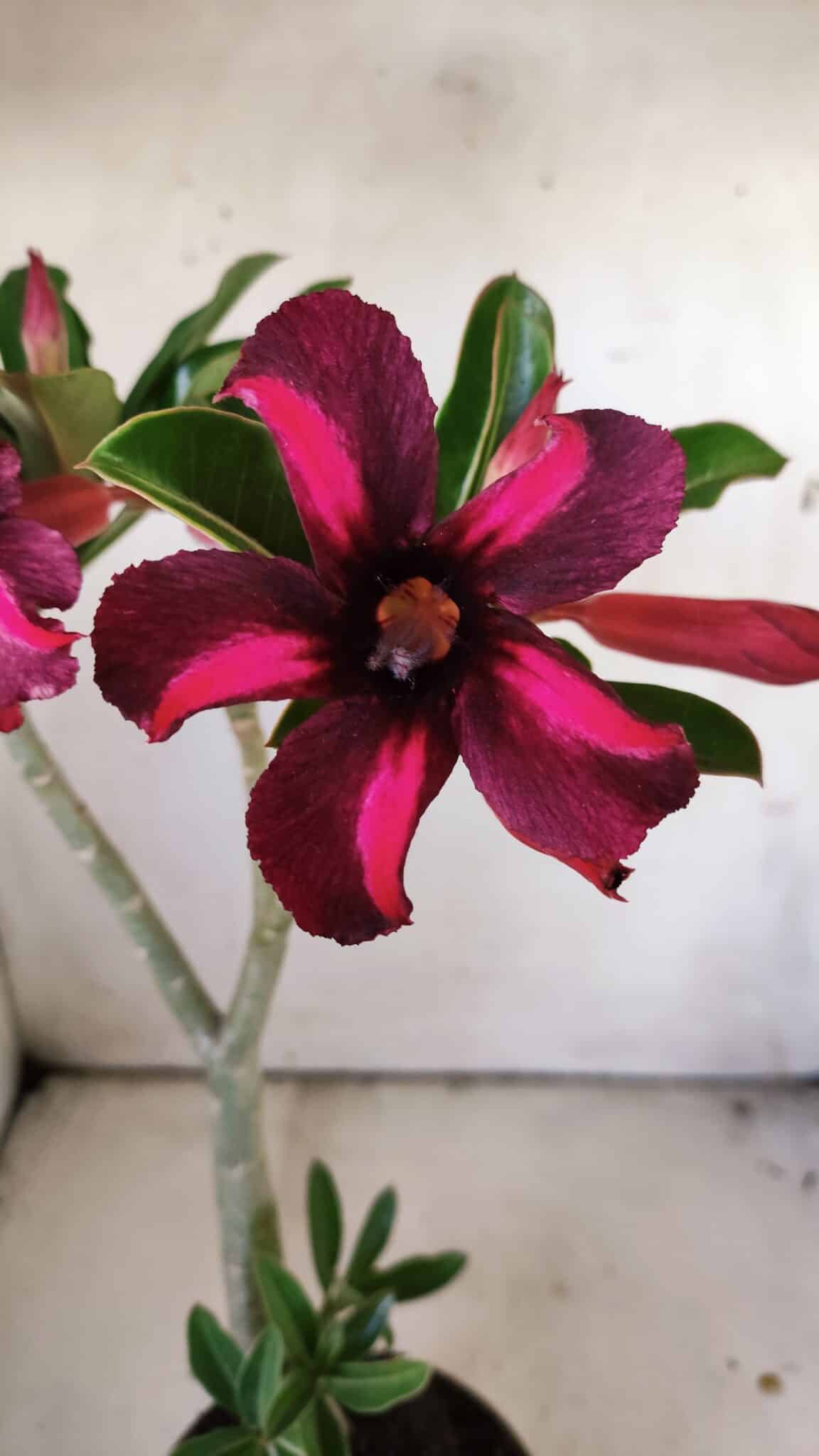 Planta Simples 2833  – 30cm – 02 anos
