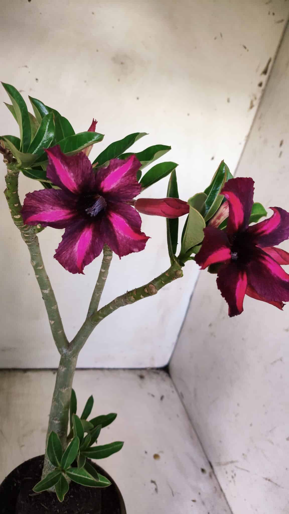 Planta Simples 2833  – 30cm – 02 anos