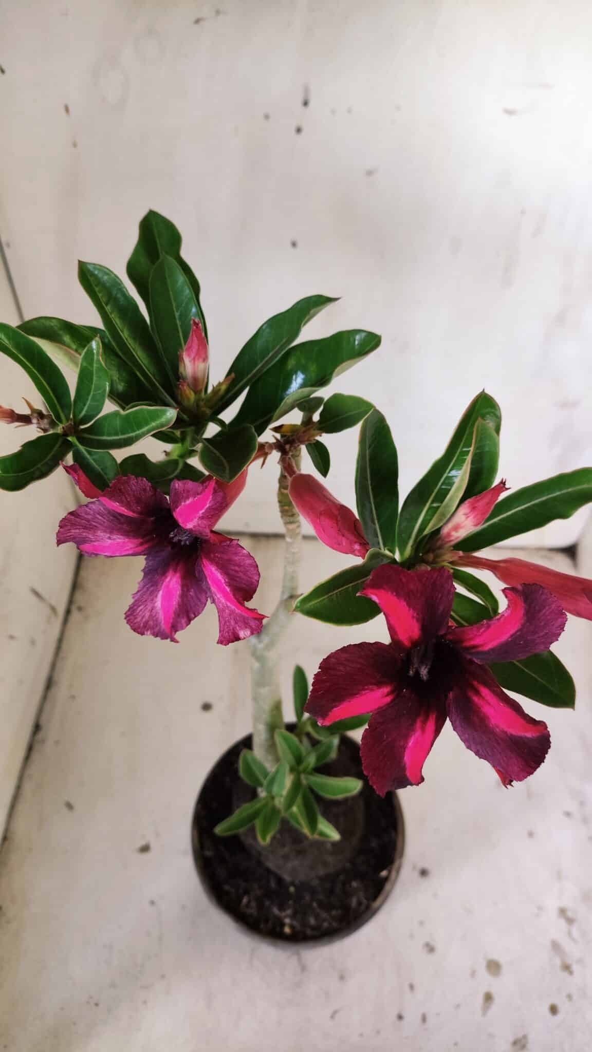 Planta Simples 2833  – 30cm – 02 anos