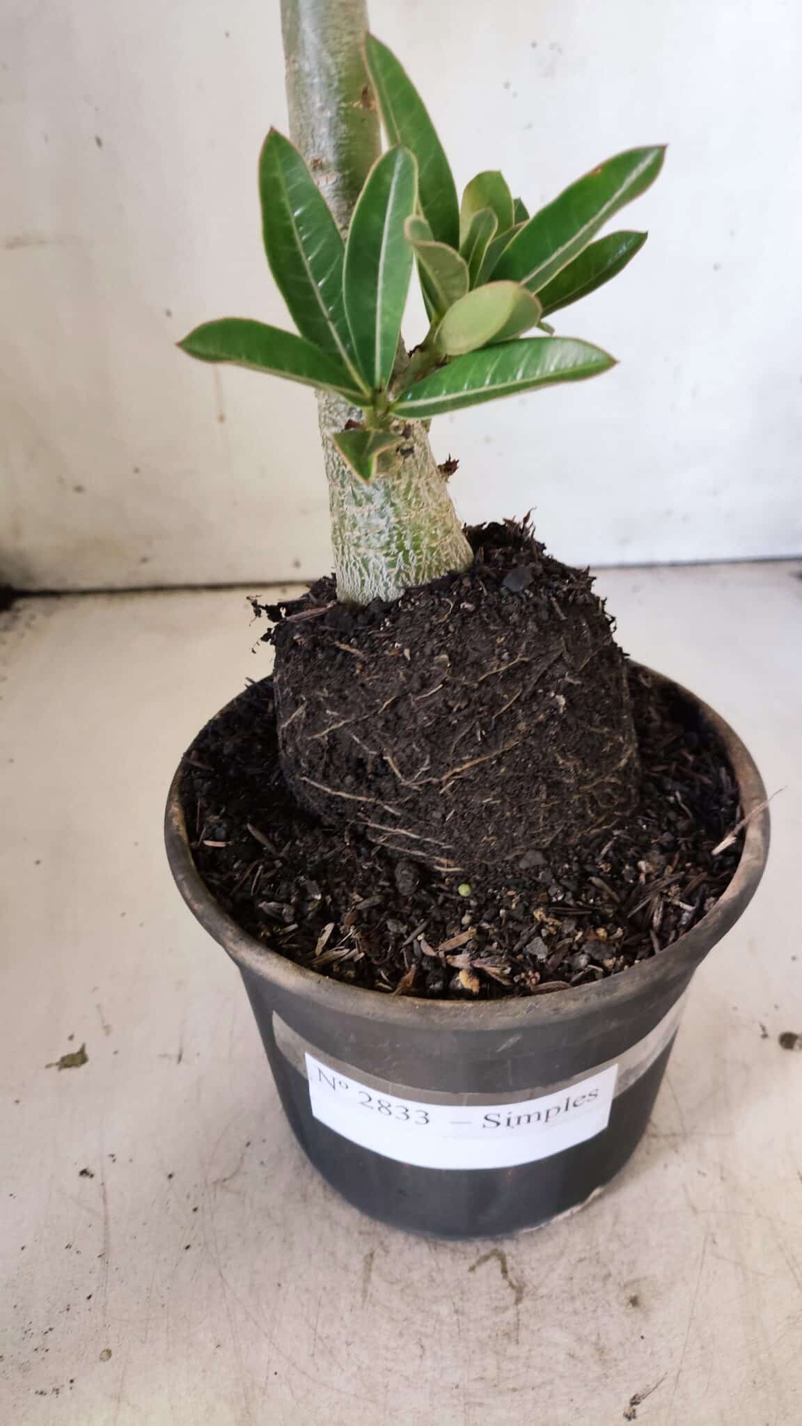Planta Simples 2833  – 30cm – 02 anos