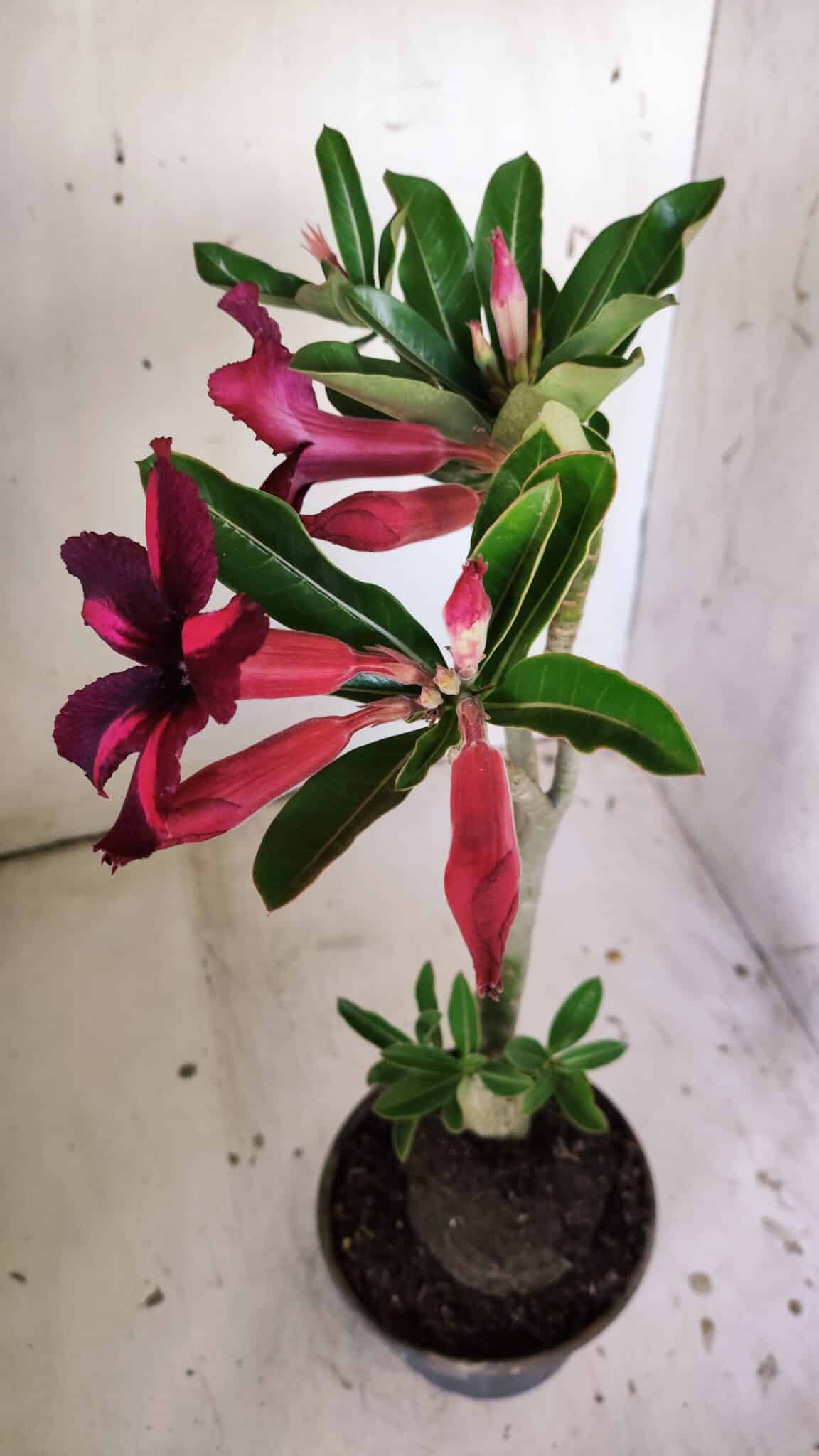Planta Simples 2833  – 30cm – 02 anos