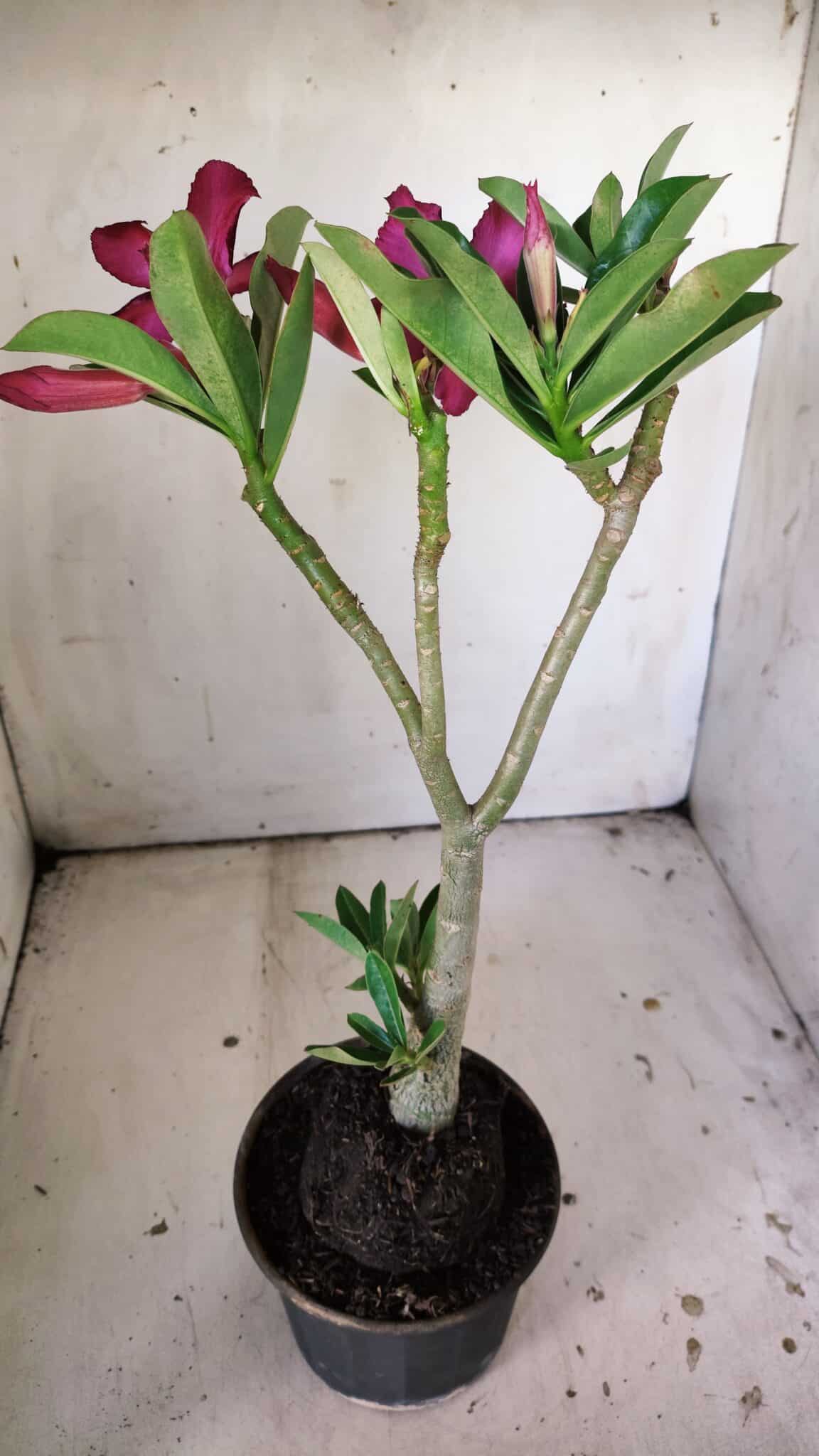 Planta Simples 2833  – 30cm – 02 anos