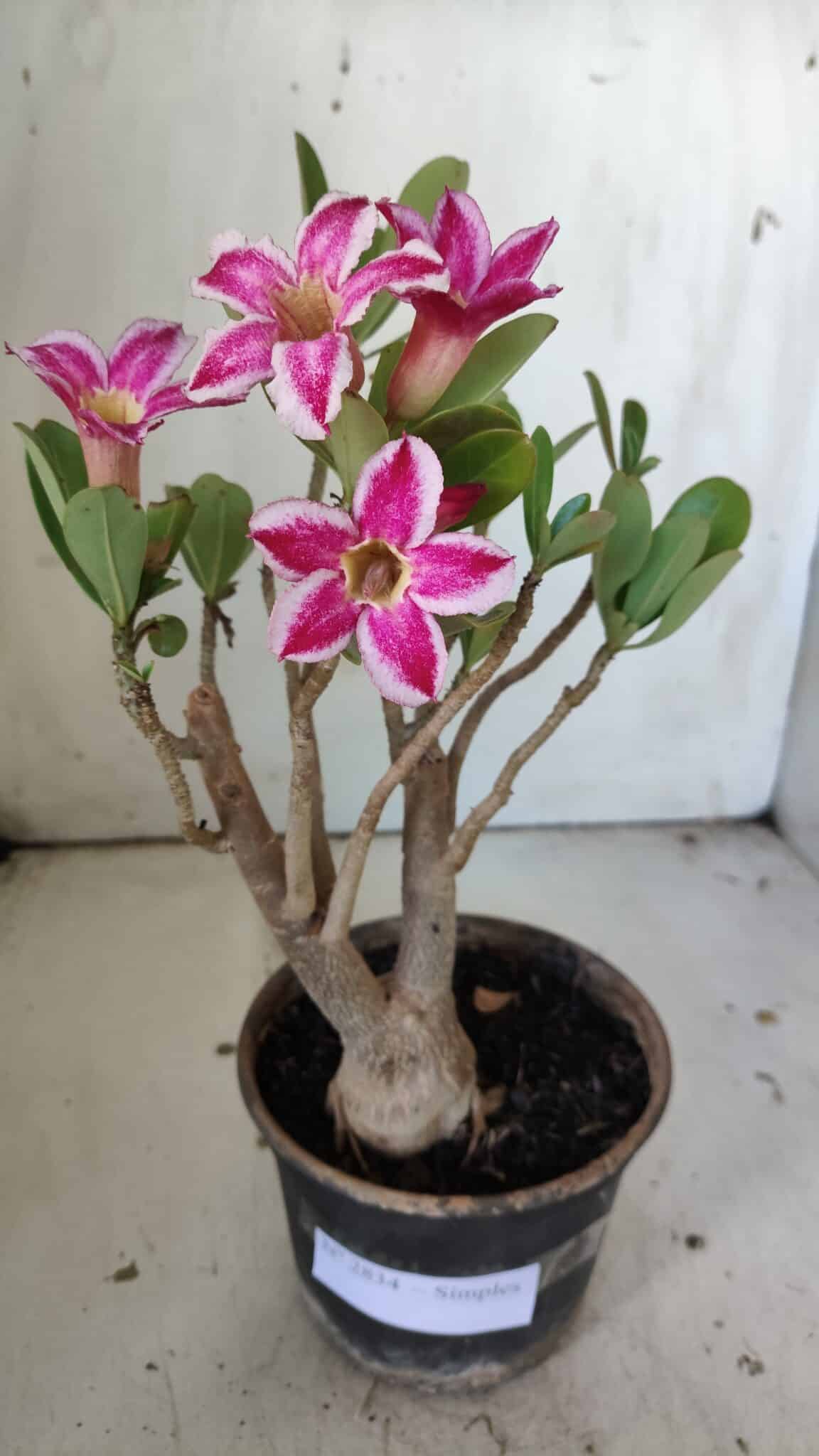 Planta Simples 2834  – 30cm – 02 anos