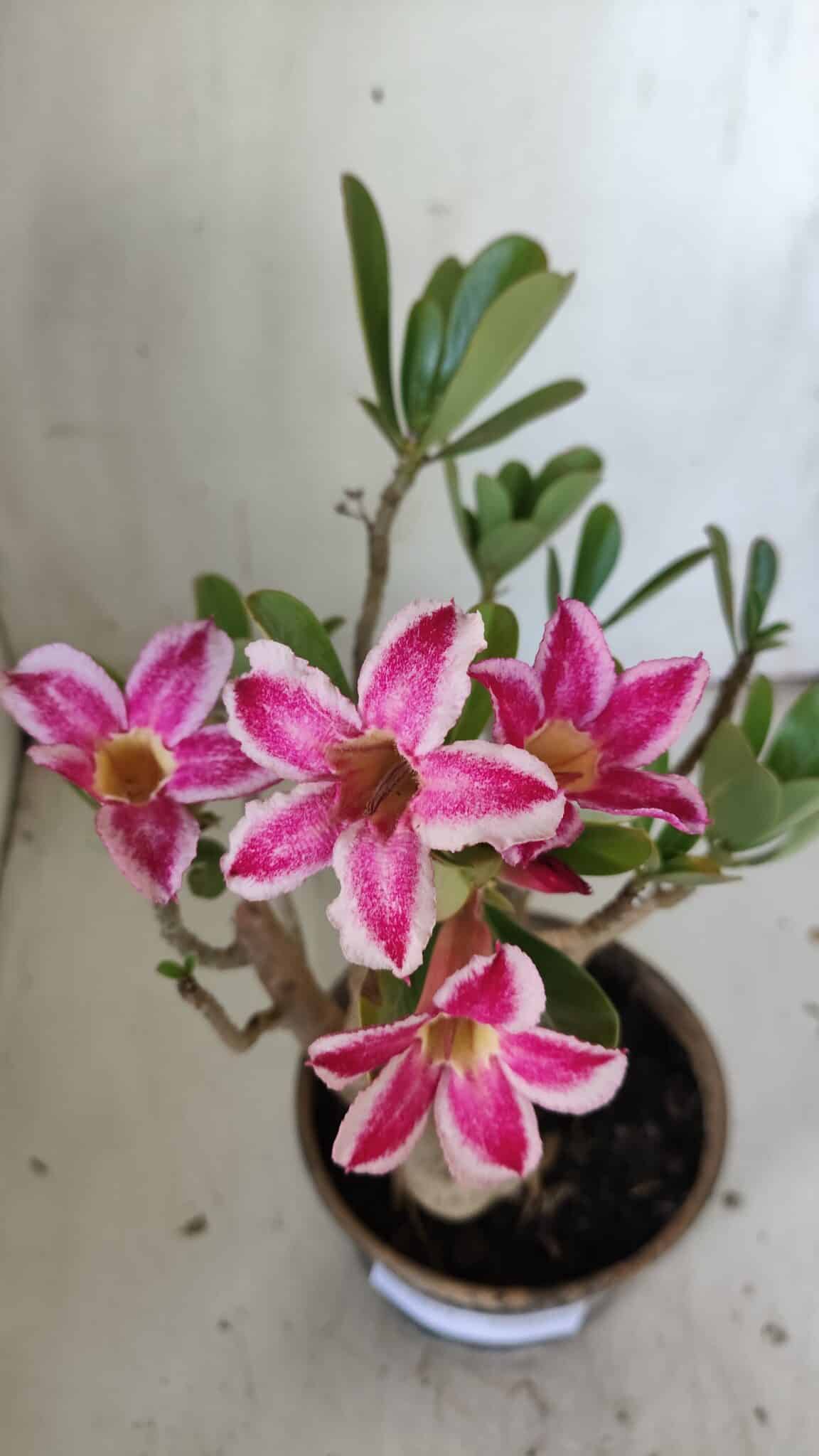Planta Simples 2834  – 30cm – 02 anos