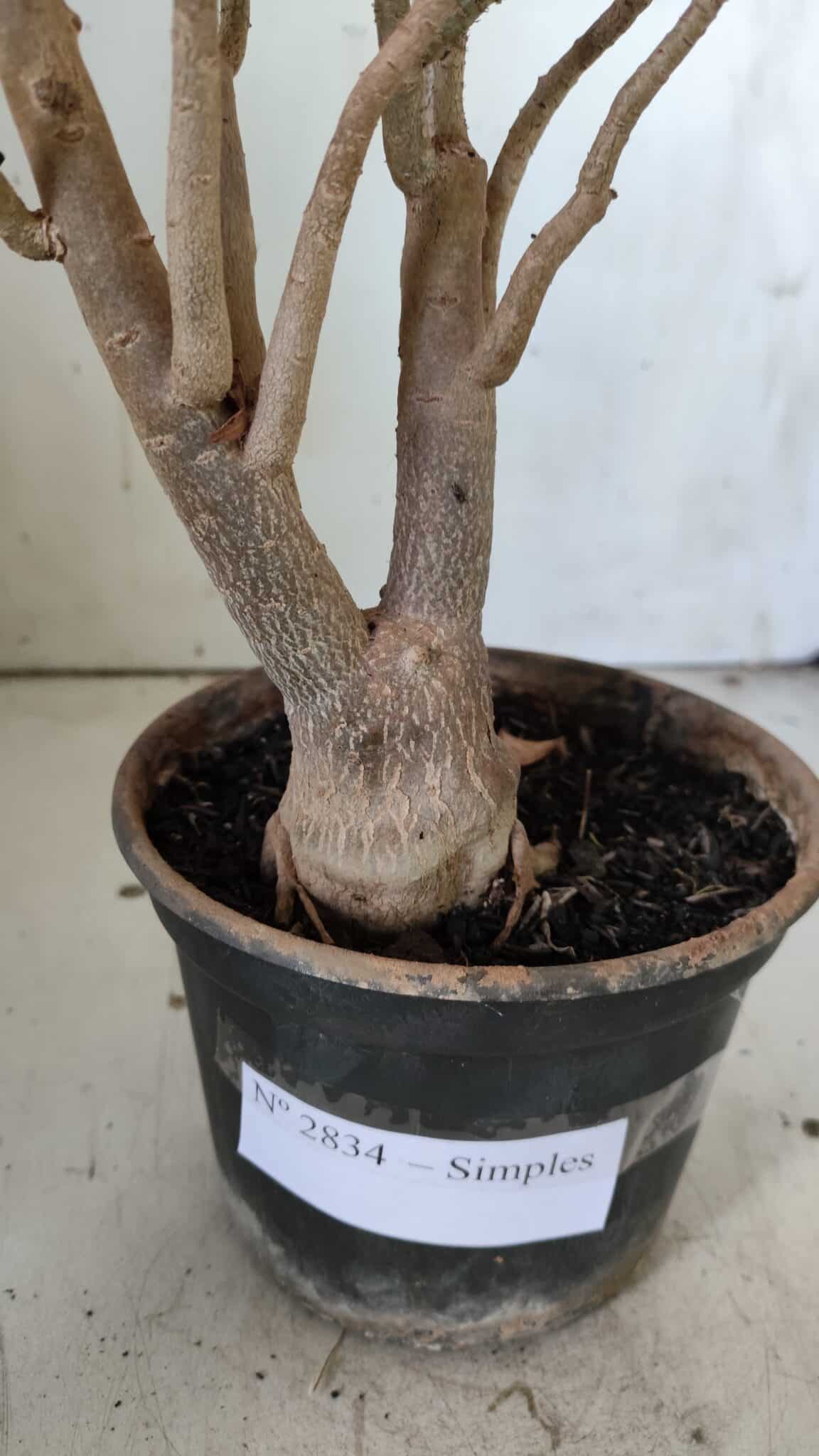 Planta Simples 2834  – 30cm – 02 anos