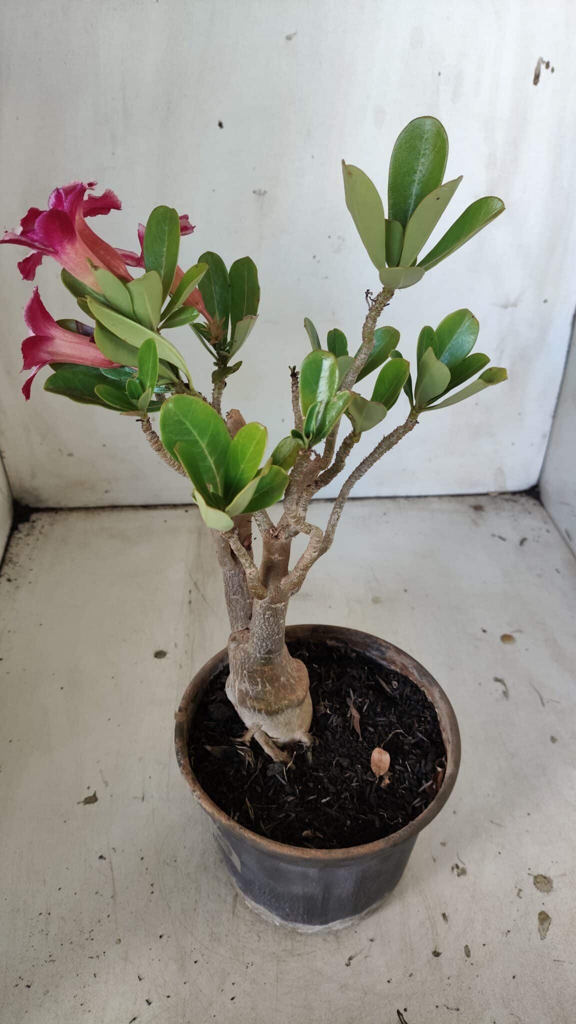 Planta Simples 2834  – 30cm – 02 anos