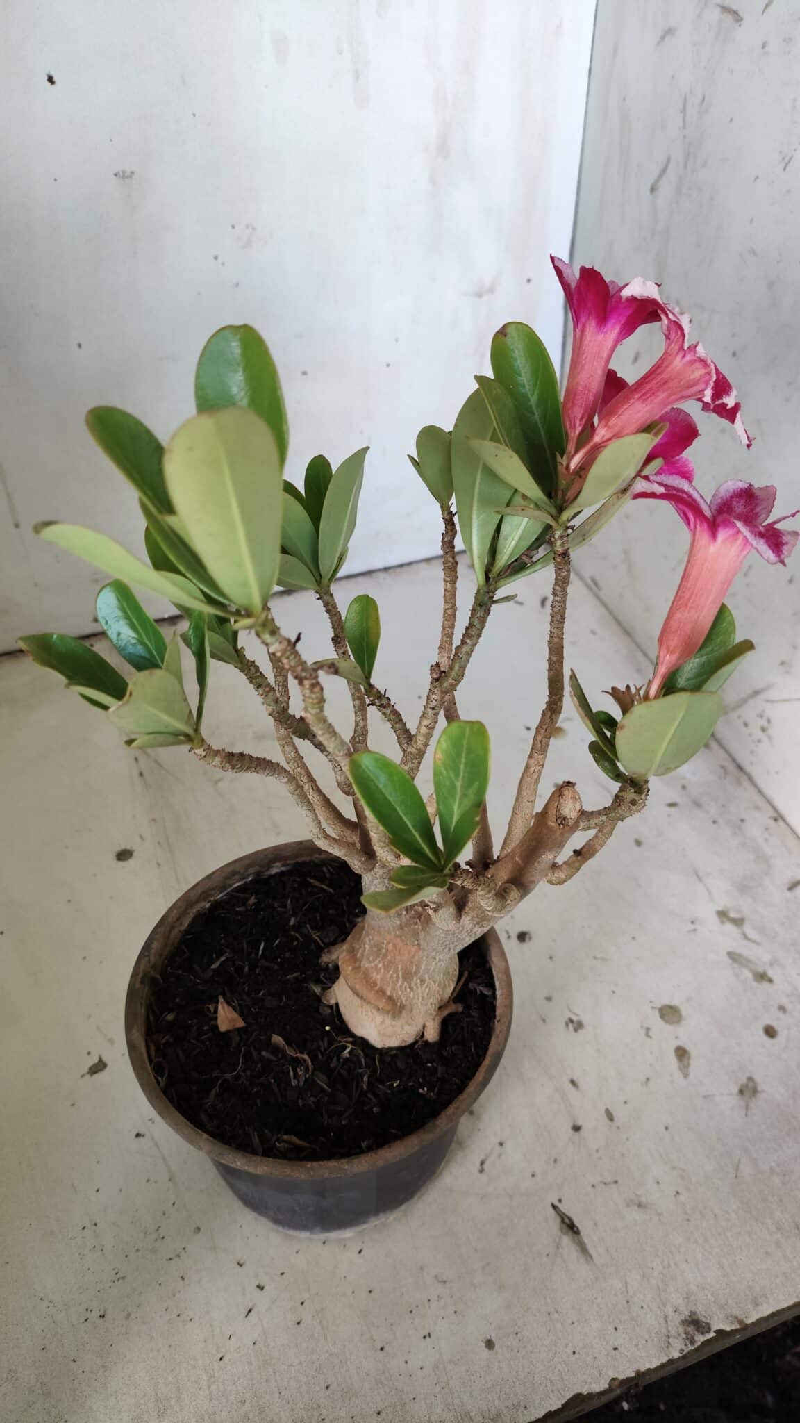Planta Simples 2834  – 30cm – 02 anos