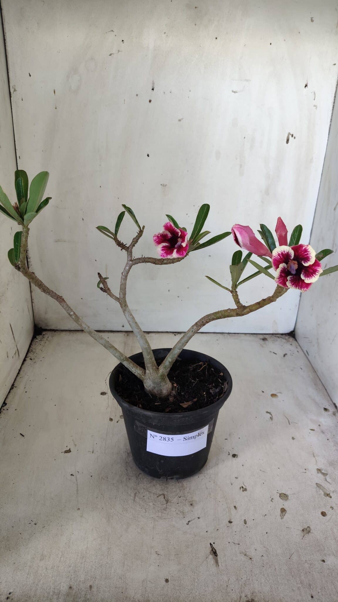 Planta Simples 2835 – 30cm – 02 anos