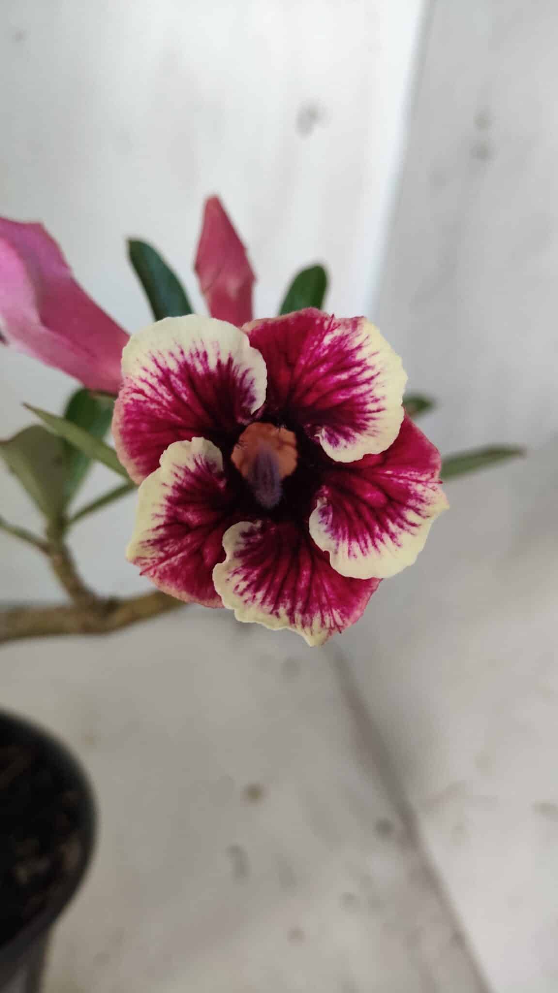 Planta Simples 2835 – 30cm – 02 anos