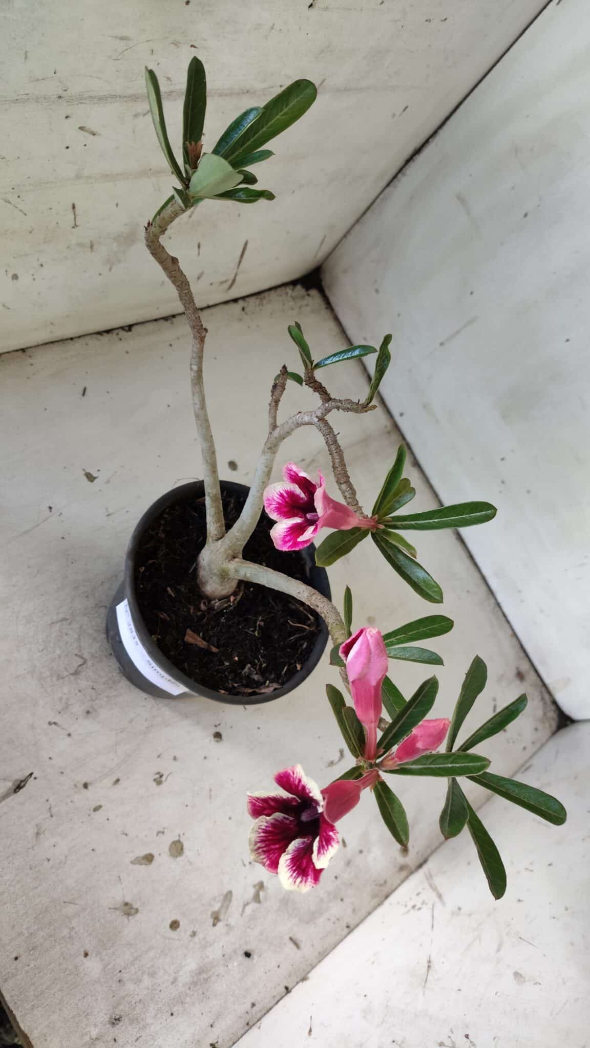 Planta Simples 2835 – 30cm – 02 anos