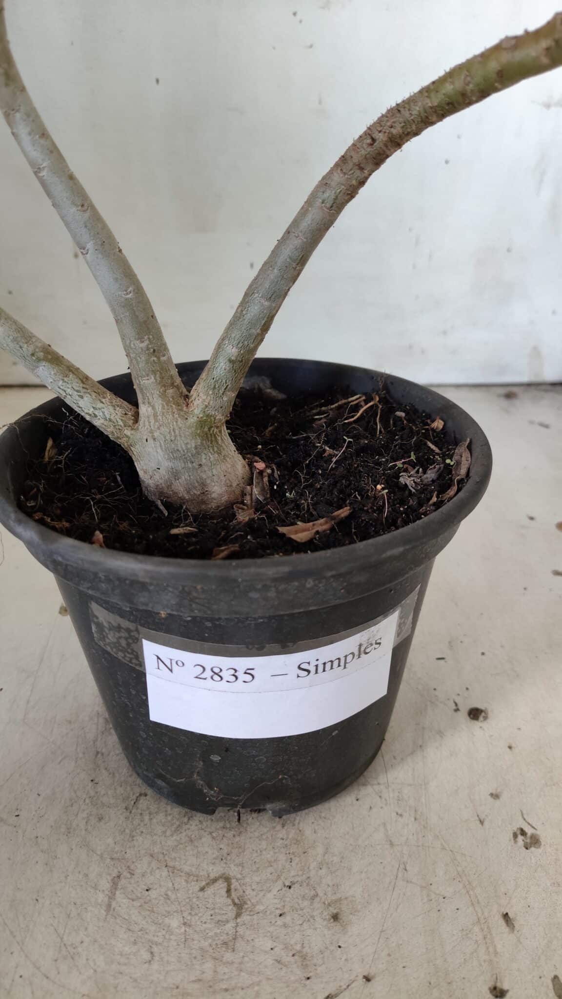 Planta Simples 2835 – 30cm – 02 anos