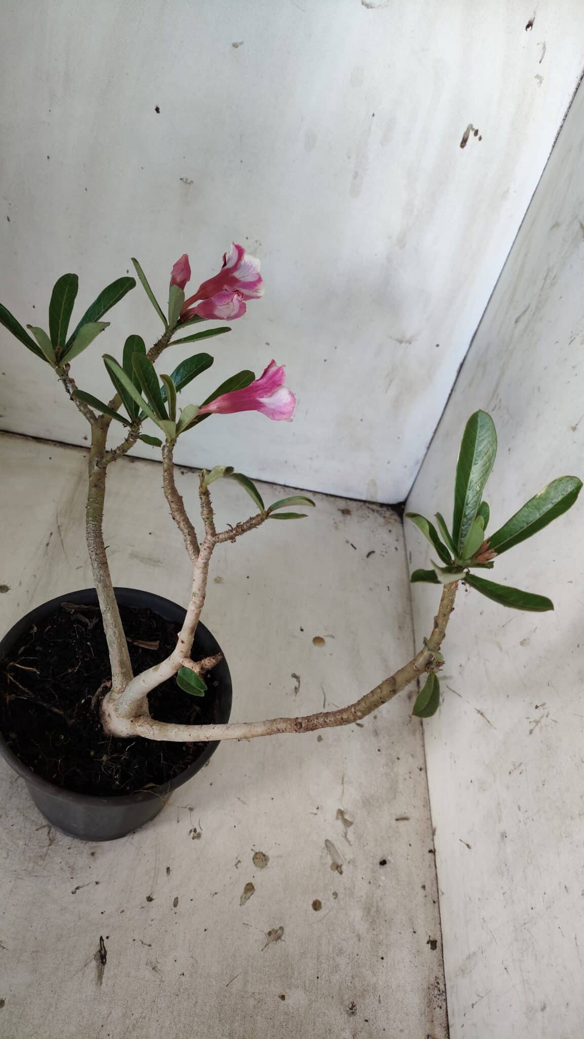 Planta Simples 2835 – 30cm – 02 anos