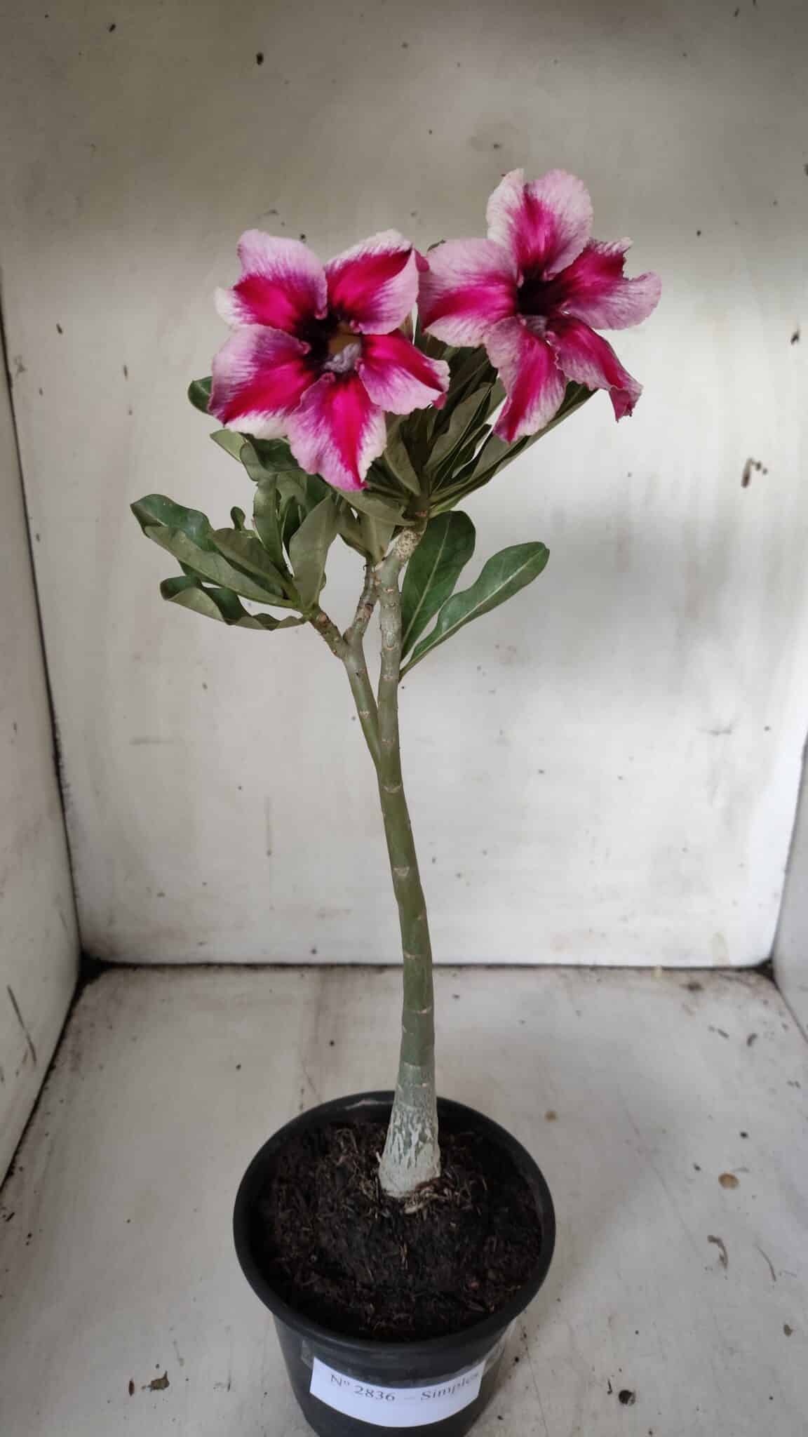 Planta Simples 2836  – 30cm – 02 anos