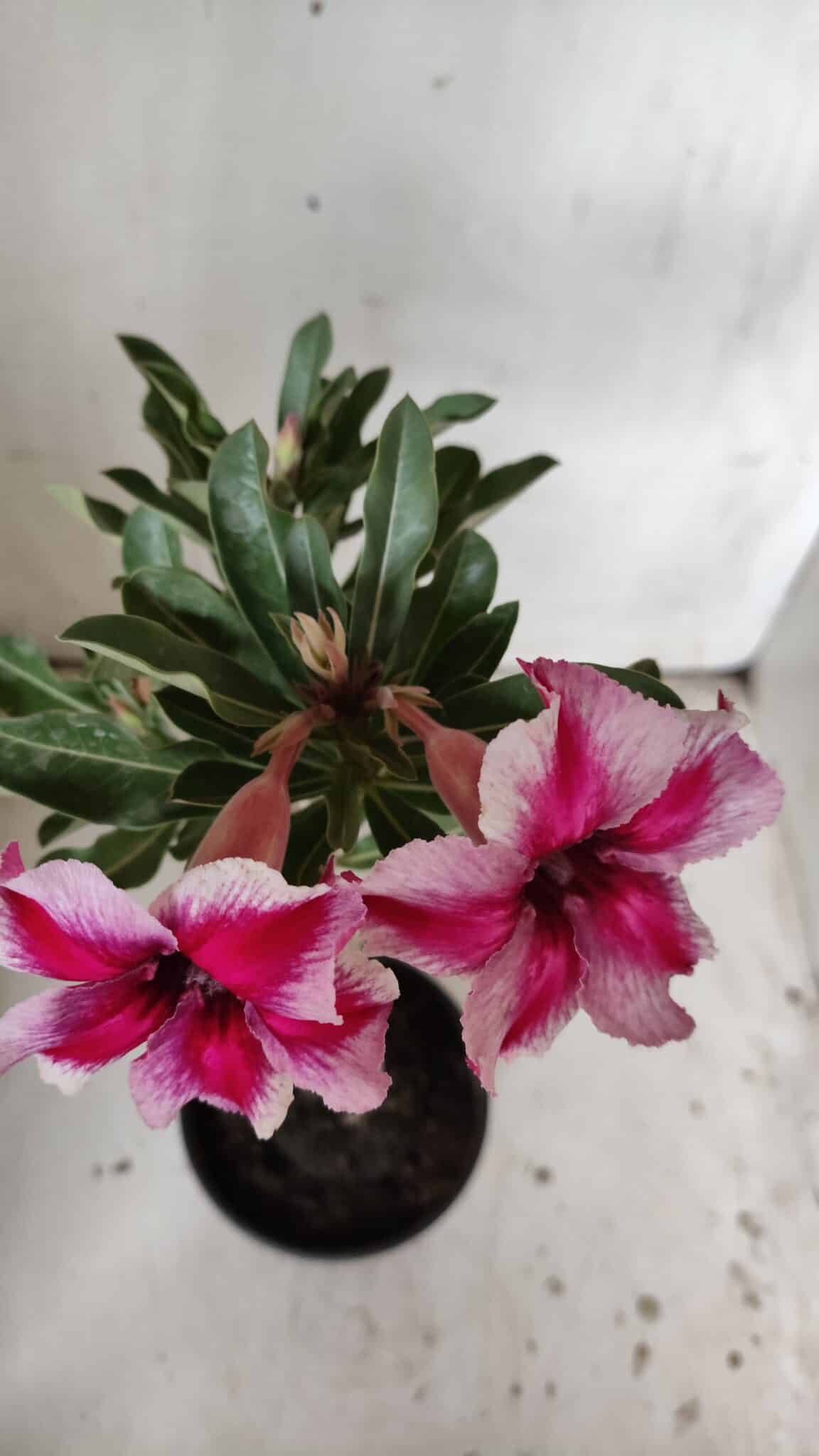 Planta Simples 2836  – 30cm – 02 anos