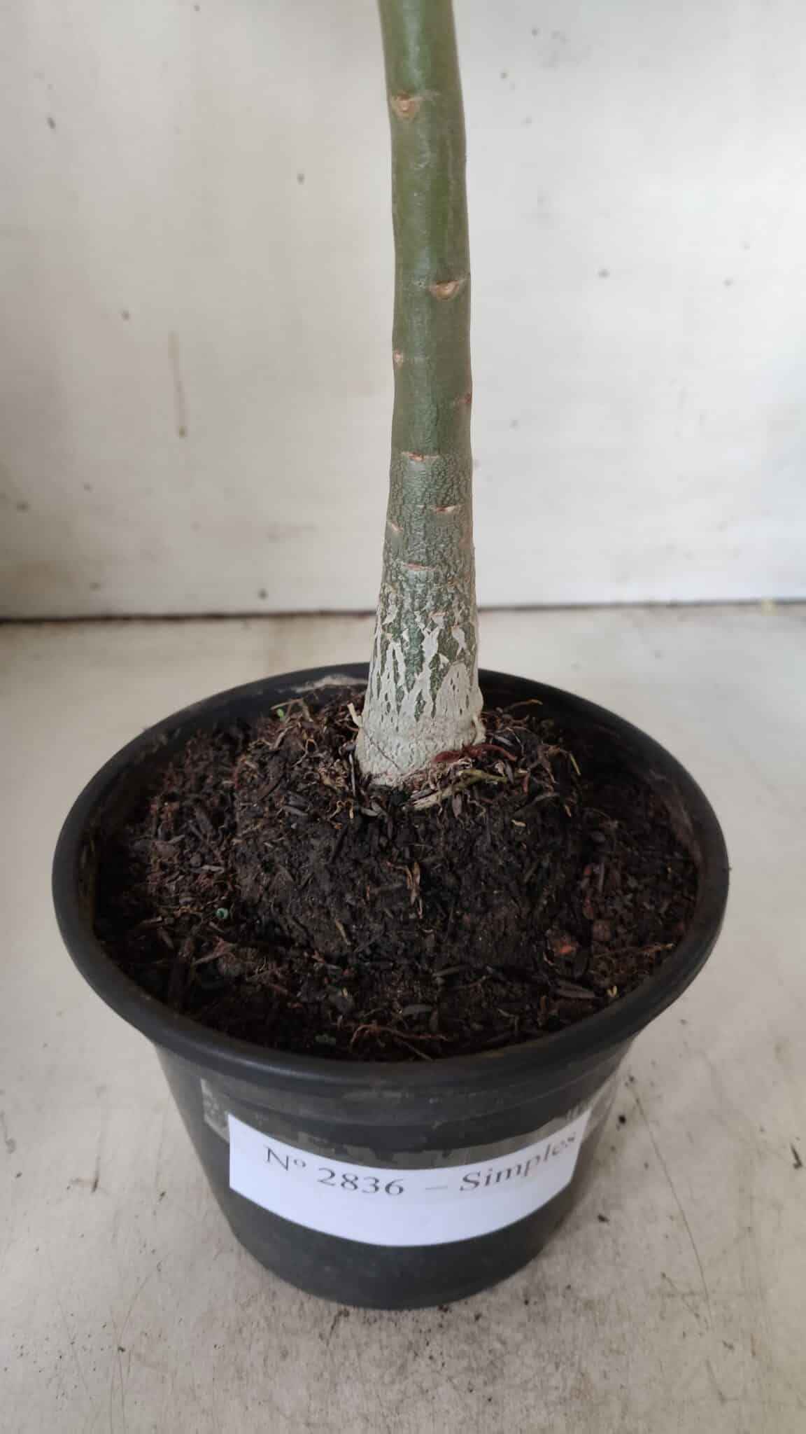 Planta Simples 2836  – 30cm – 02 anos