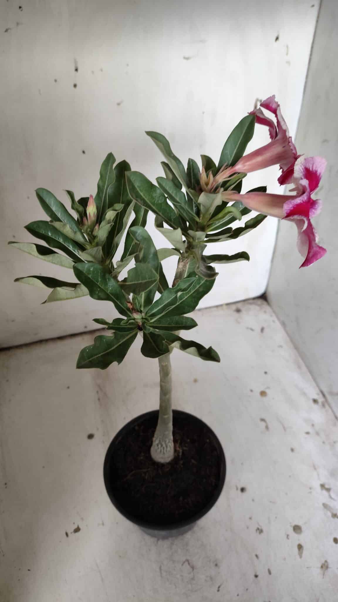 Planta Simples 2836  – 30cm – 02 anos