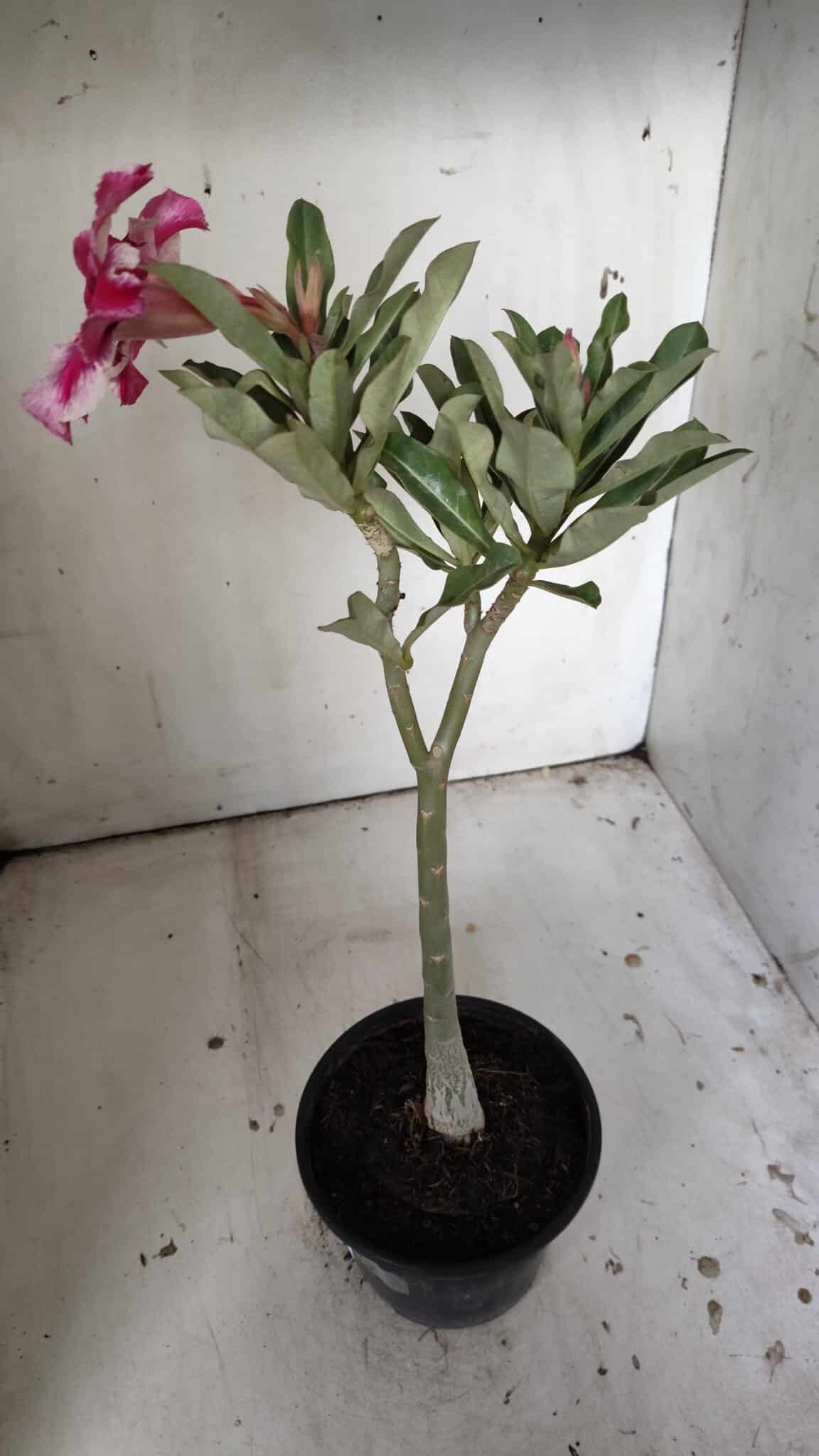 Planta Simples 2836  – 30cm – 02 anos