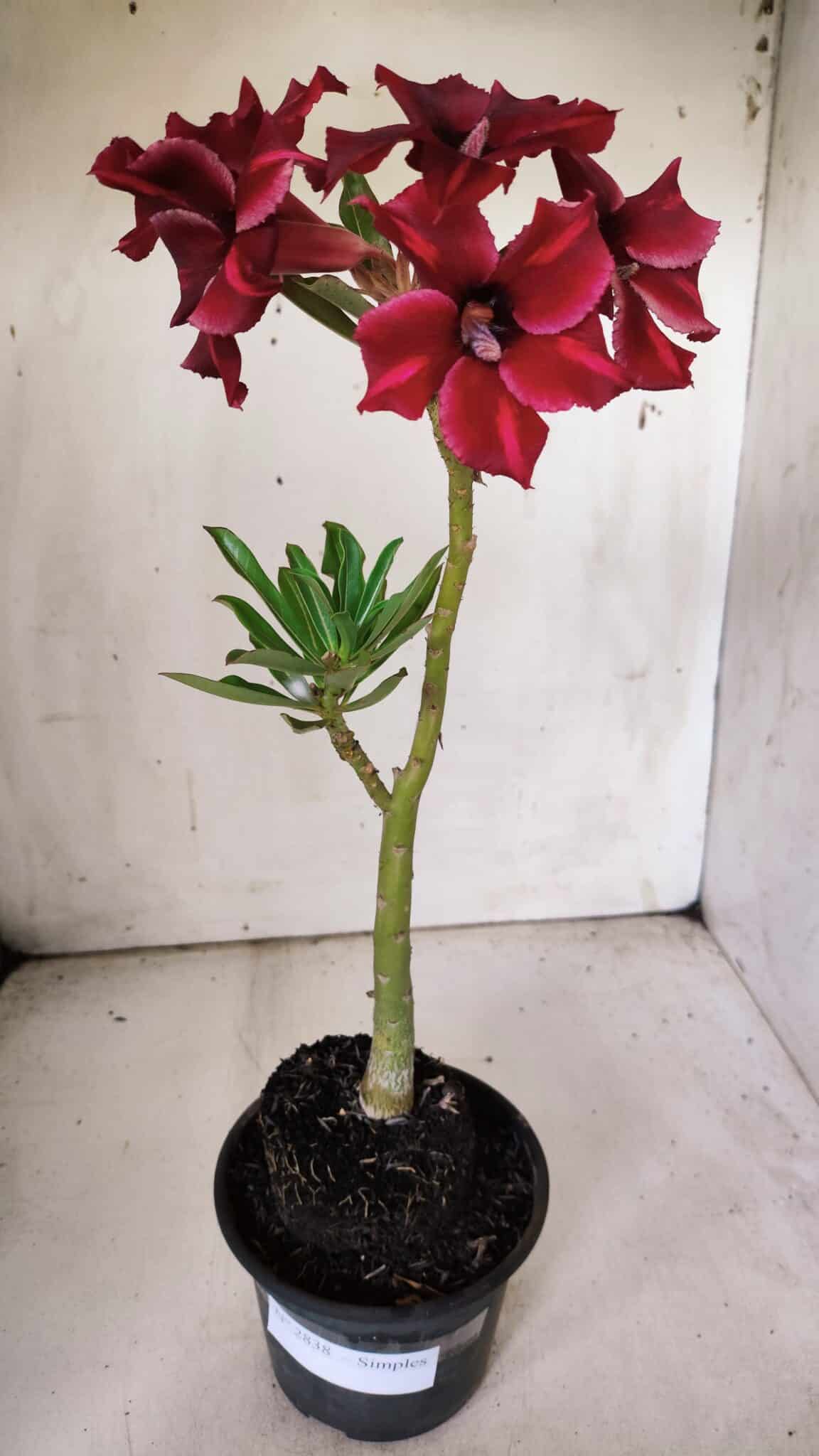 Planta Simples 2838  – 30cm – 02 anos