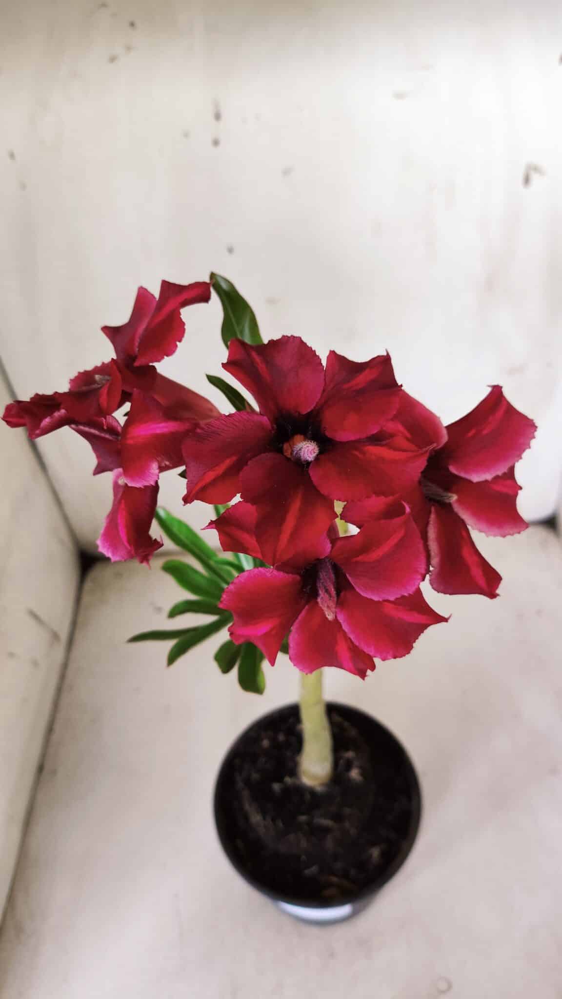 Planta Simples 2838  – 30cm – 02 anos