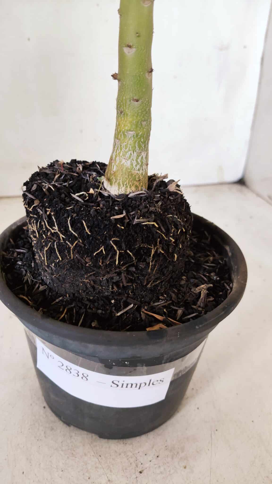 Planta Simples 2838  – 30cm – 02 anos