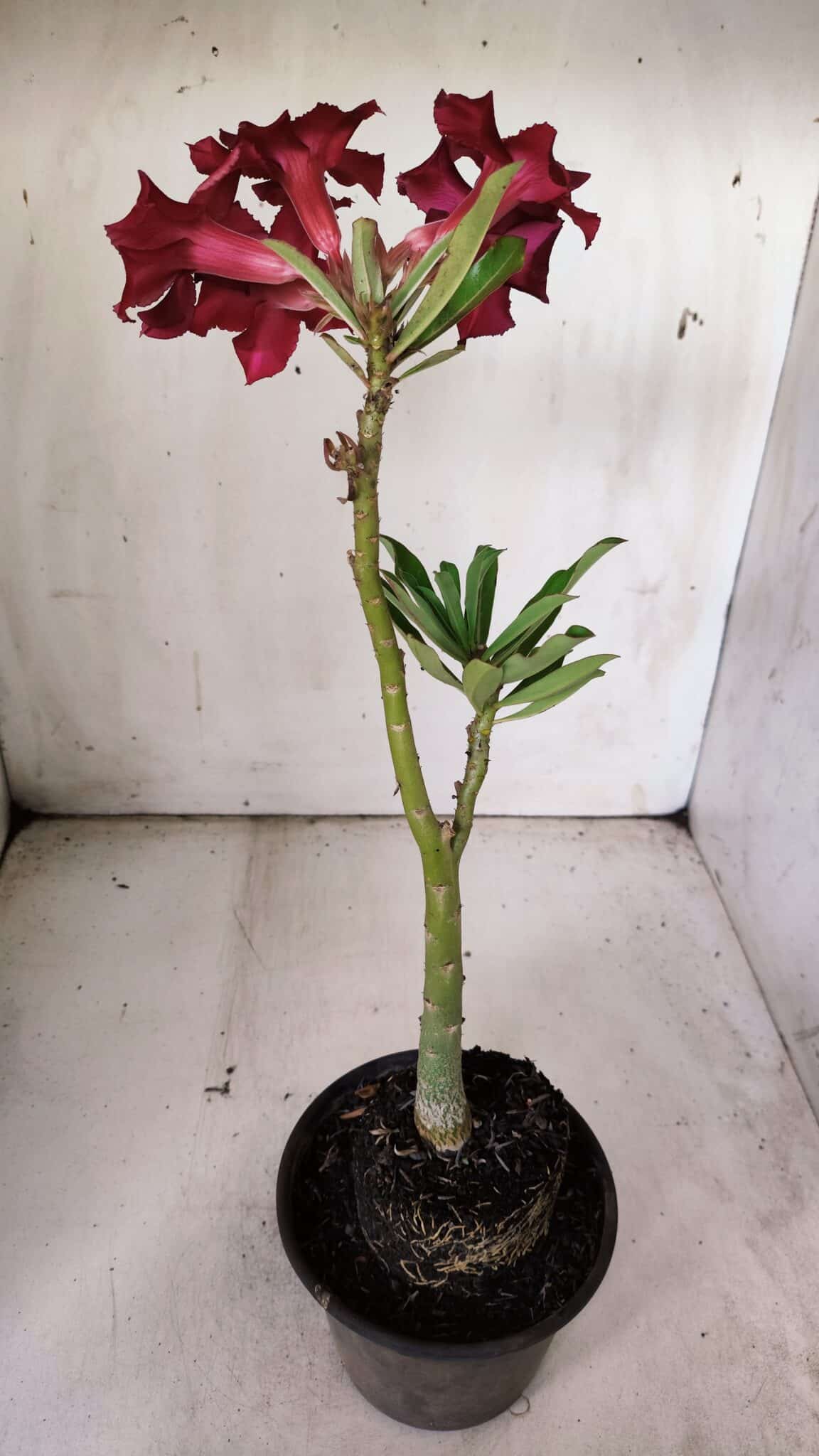 Planta Simples 2838  – 30cm – 02 anos