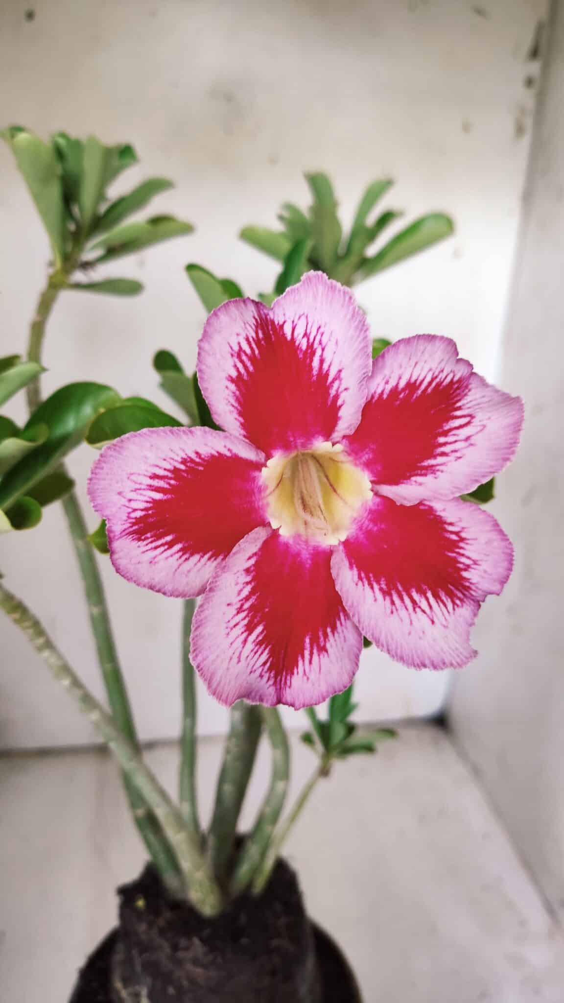 Planta Simples 2839  – 35cm – 03 anos