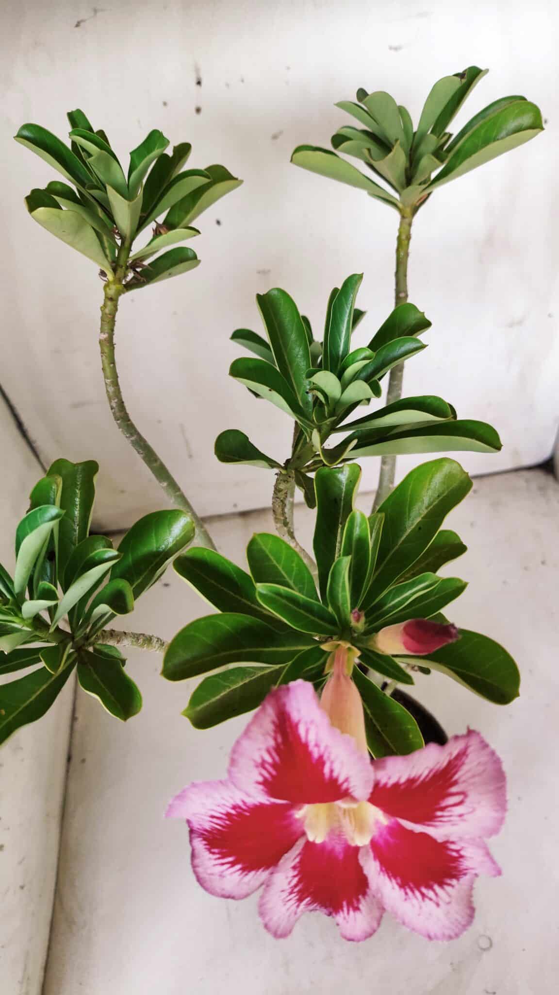 Planta Simples 2839  – 35cm – 03 anos