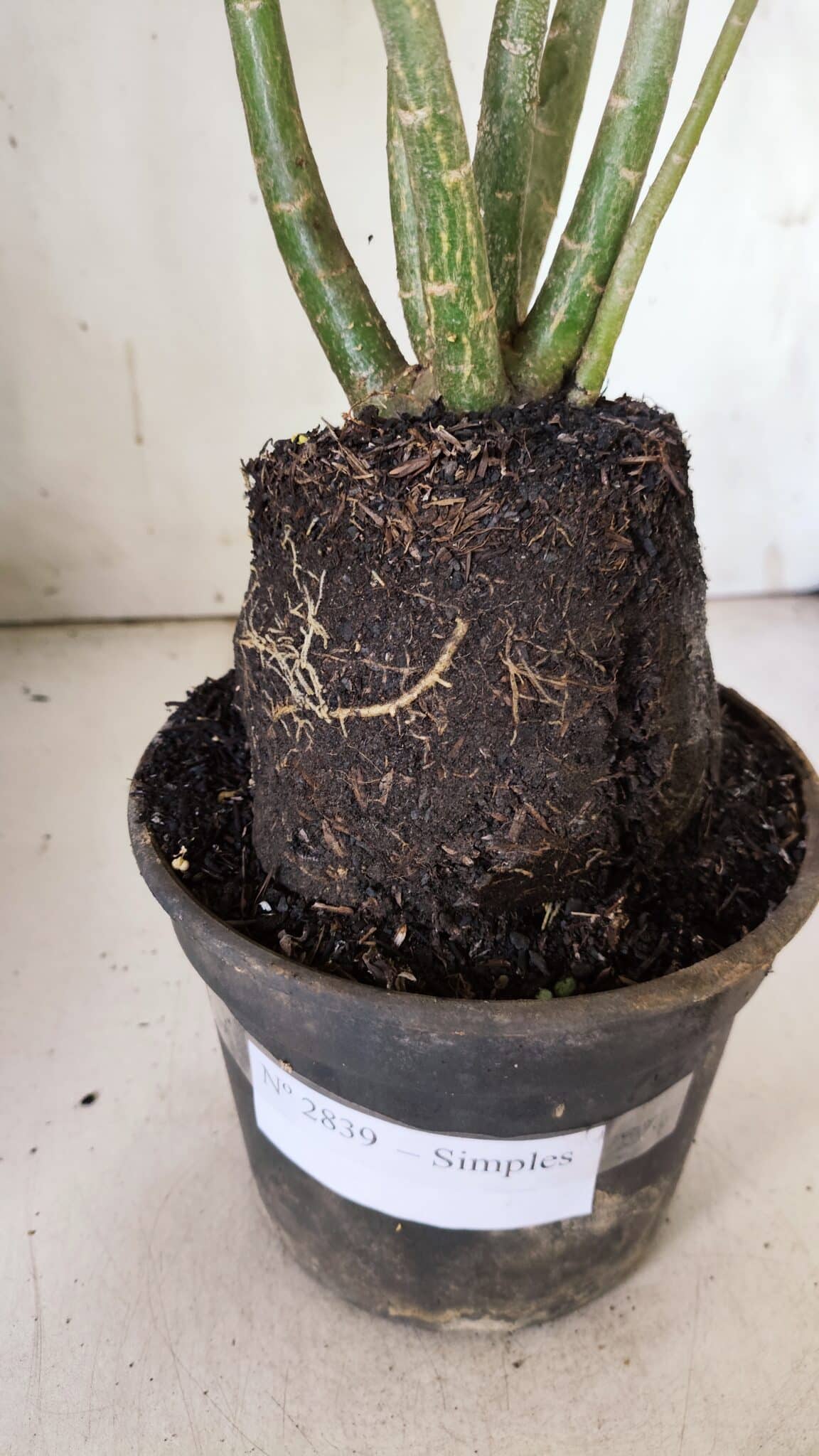 Planta Simples 2839  – 35cm – 03 anos