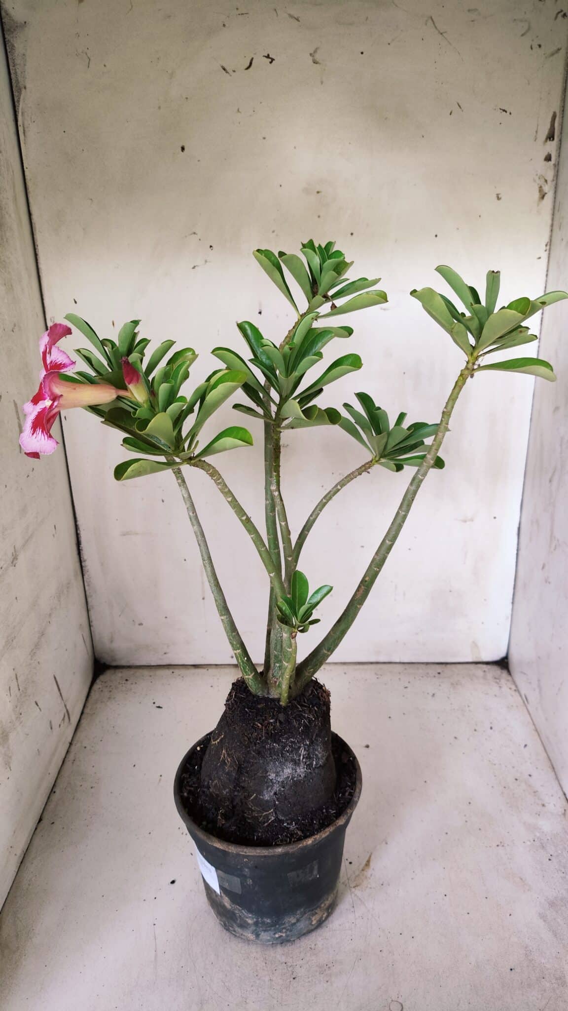Planta Simples 2839  – 35cm – 03 anos