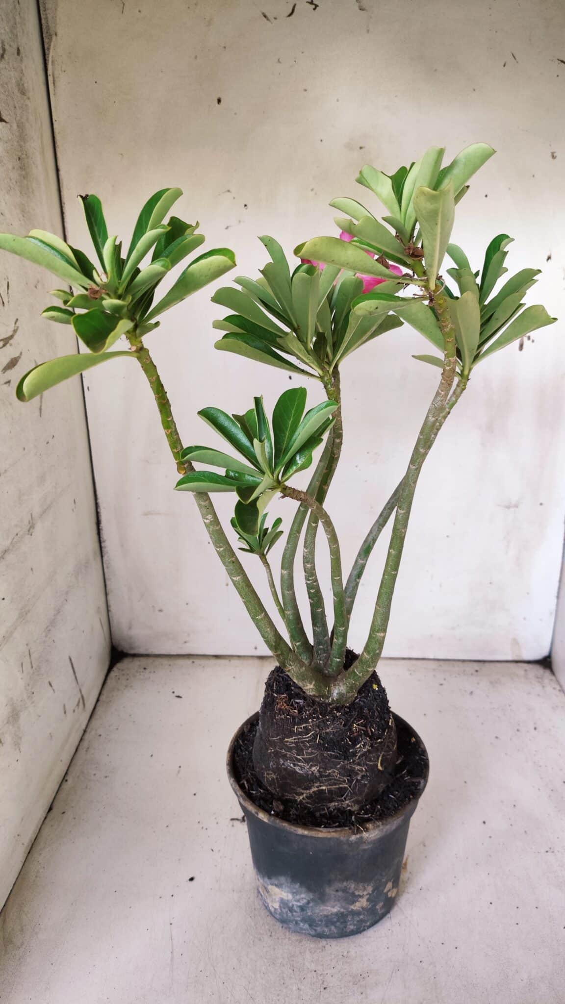 Planta Simples 2839  – 35cm – 03 anos
