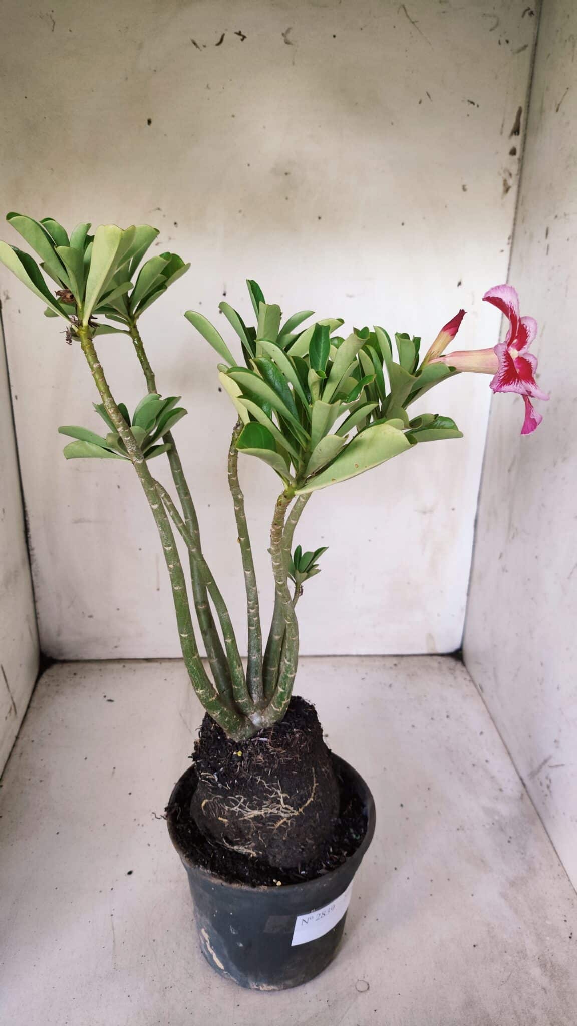 Planta Simples 2839  – 35cm – 03 anos