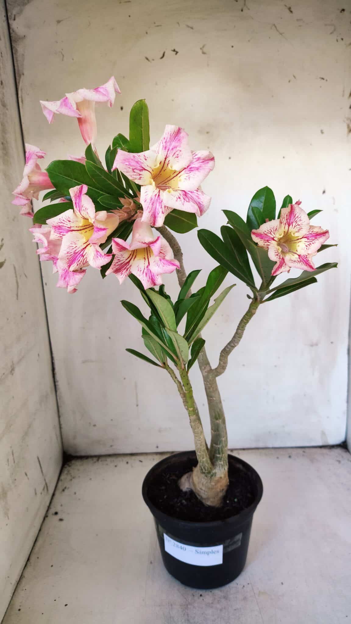 Planta Simples 2840  – 40cm – 03 anos