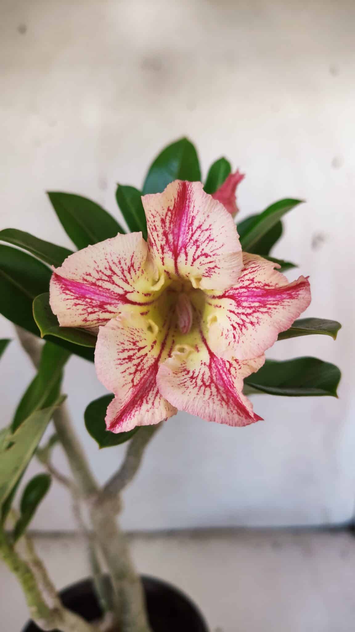 Planta Simples 2840  – 40cm – 03 anos