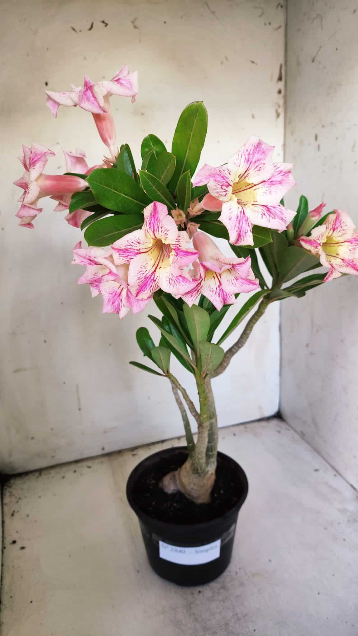 Planta Simples 2840  – 40cm – 03 anos