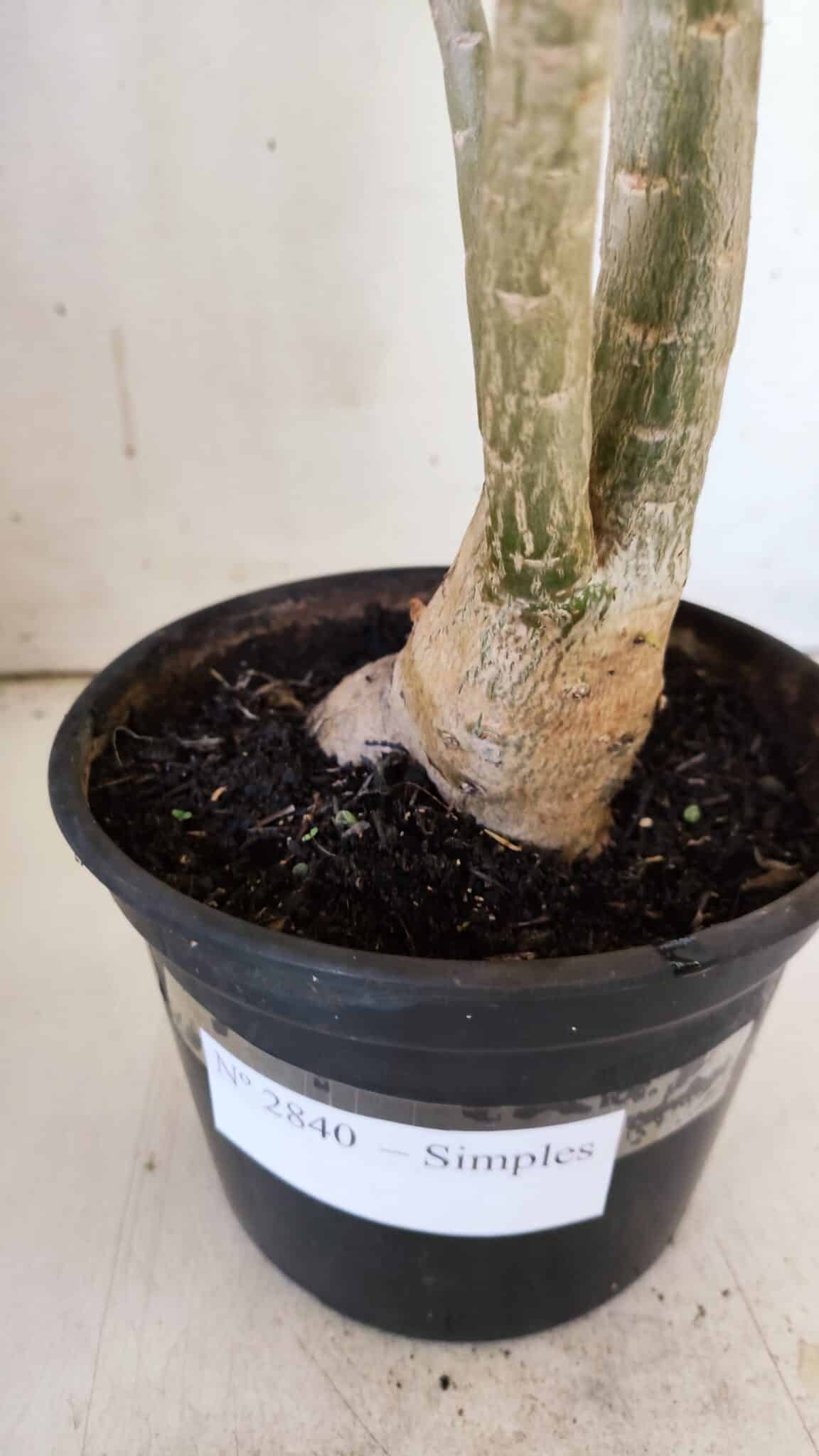 Planta Simples 2840  – 40cm – 03 anos