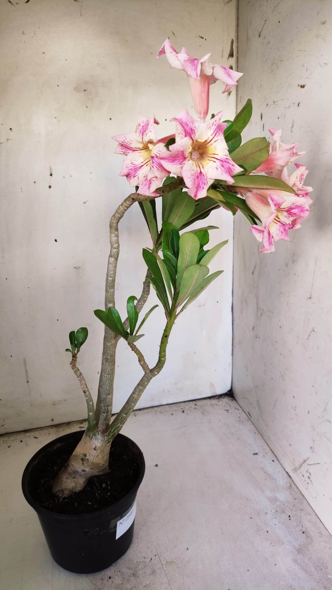 Planta Simples 2840  – 40cm – 03 anos