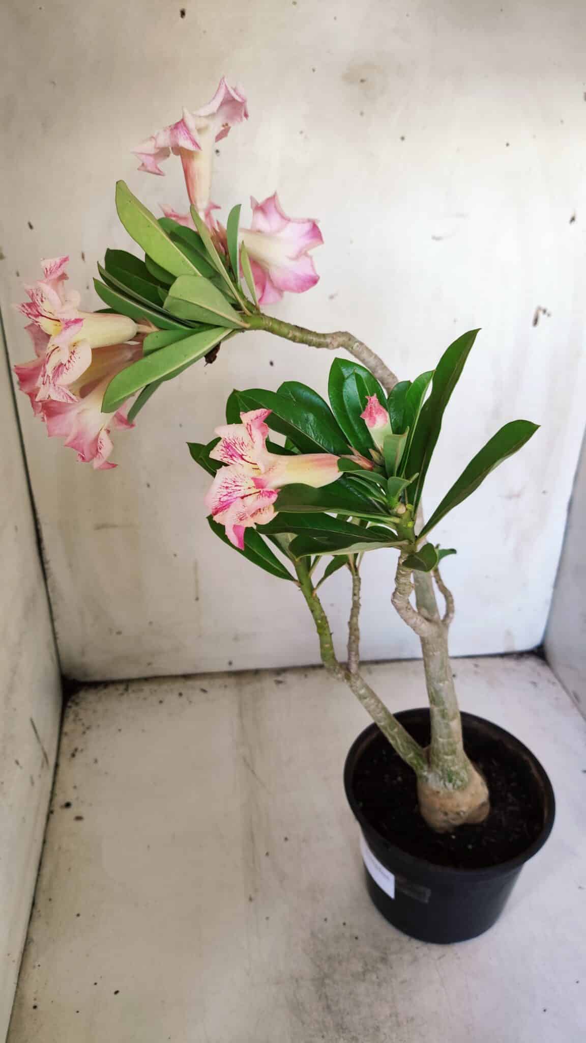 Planta Simples 2840  – 40cm – 03 anos