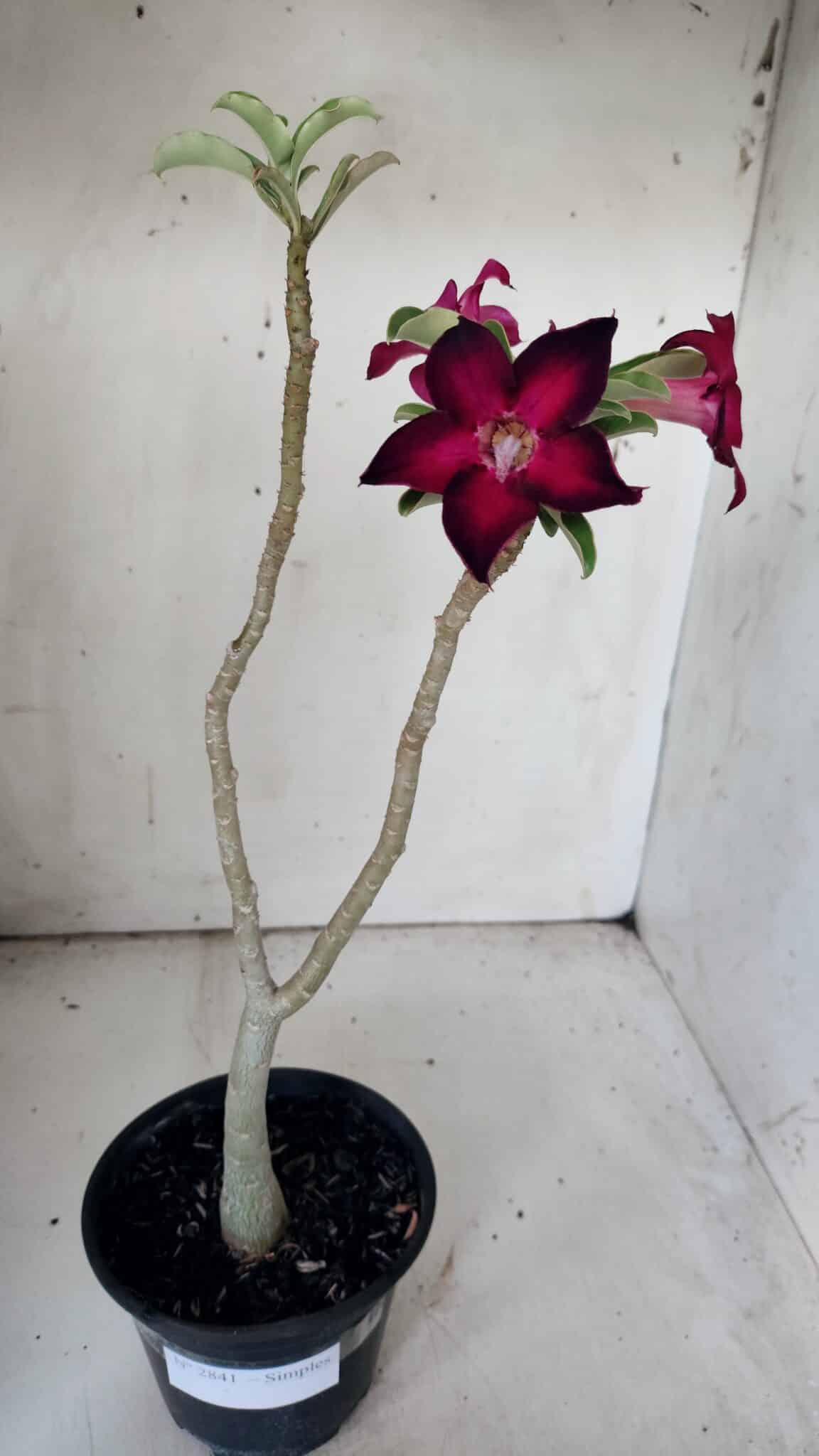 Planta Simples 2841  – 30cm – 02 anos