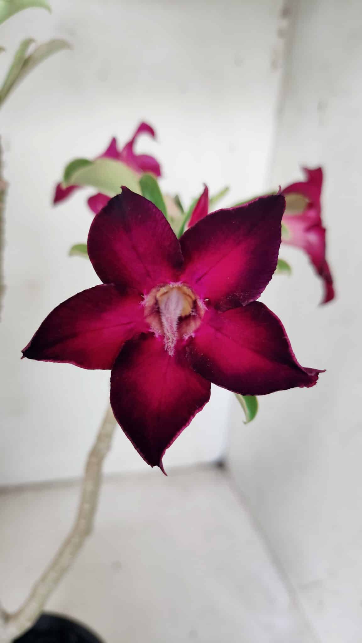 Planta Simples 2841  – 30cm – 02 anos