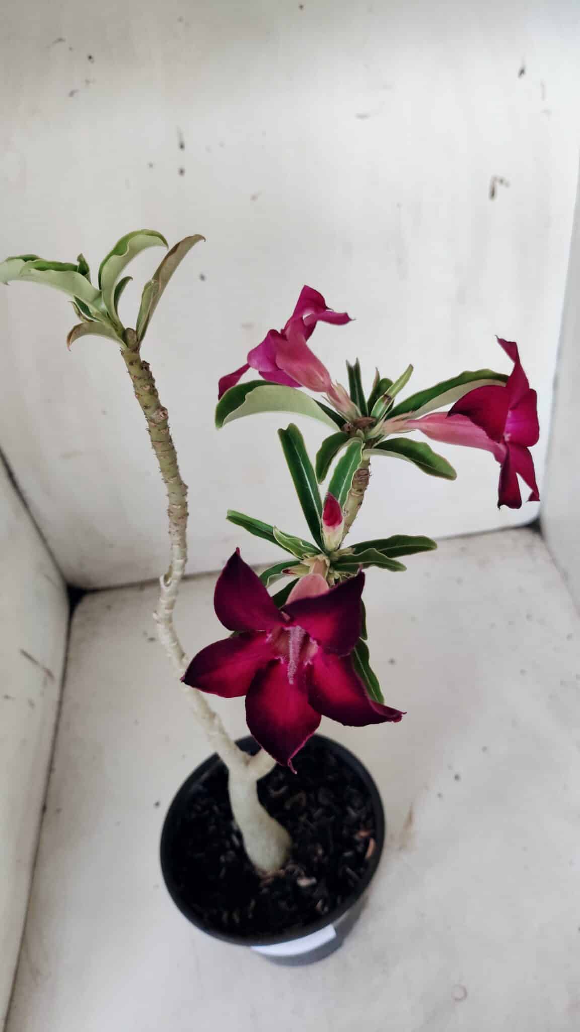 Planta Simples 2841  – 30cm – 02 anos