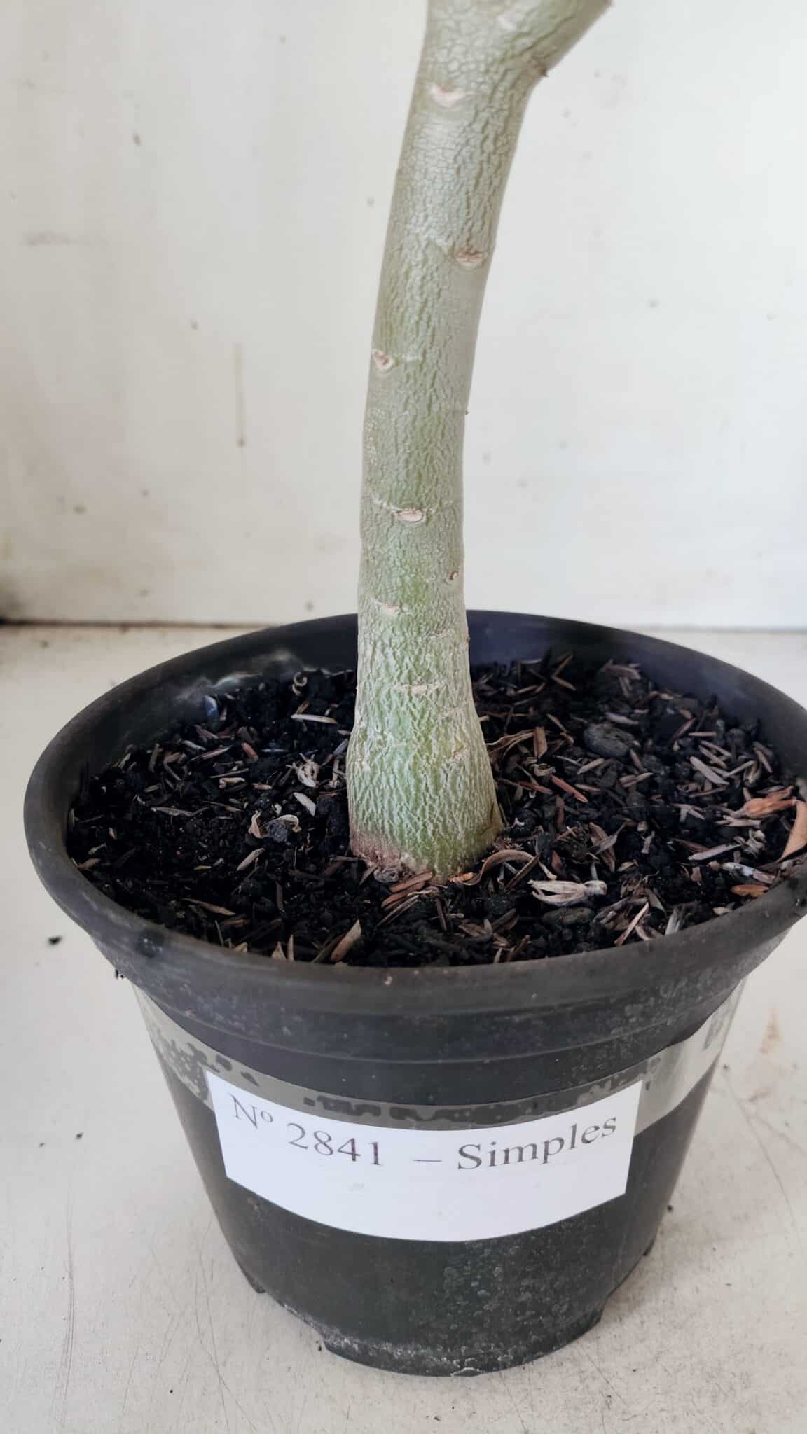 Planta Simples 2841  – 30cm – 02 anos