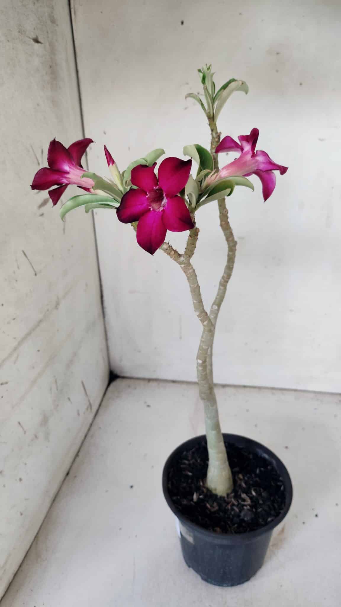 Planta Simples 2841  – 30cm – 02 anos