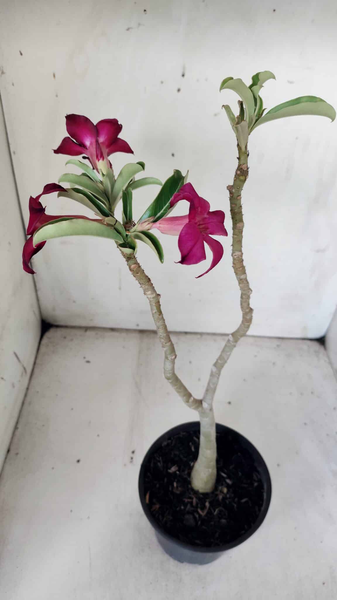 Planta Simples 2841  – 30cm – 02 anos