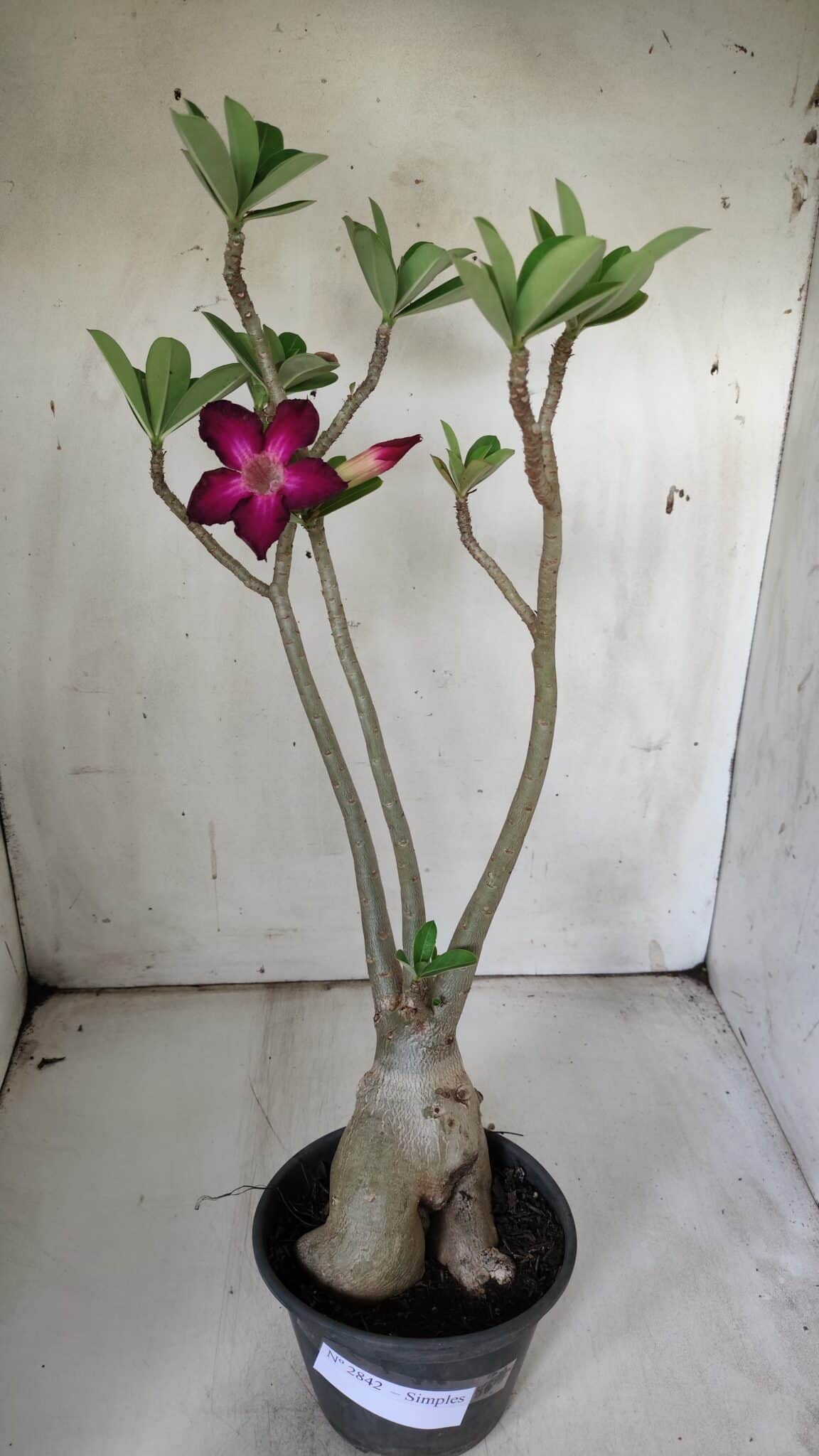 Planta Simples 2842  – 40cm – 03 anos