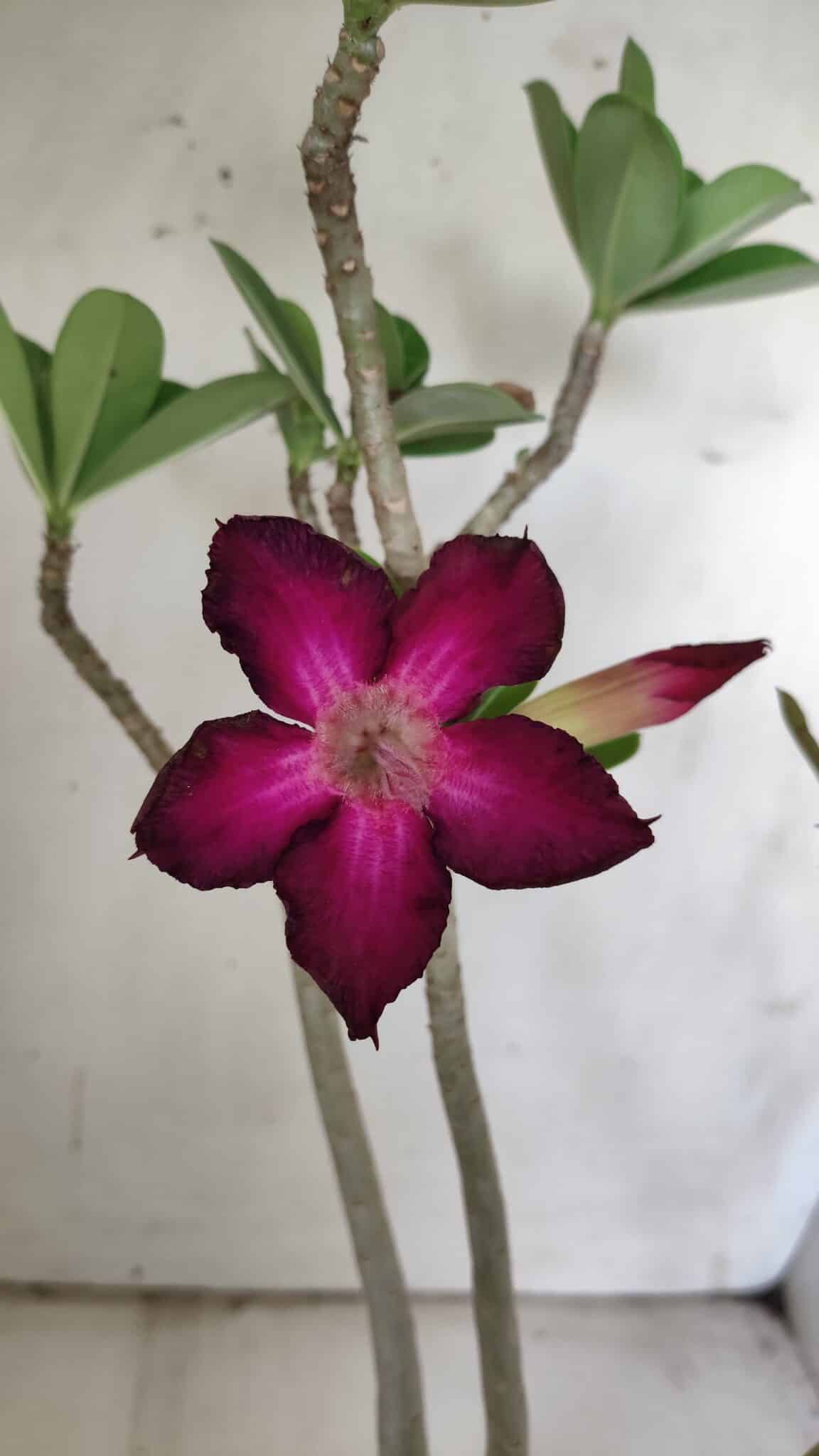 Planta Simples 2842  – 40cm – 03 anos